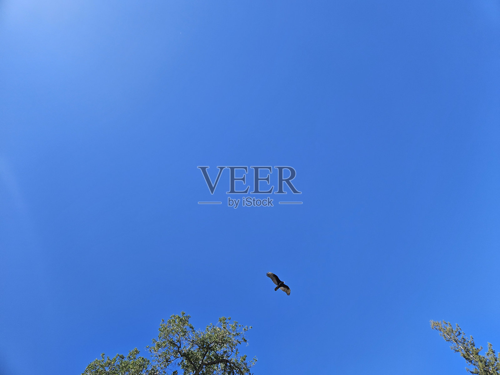 鸟儿在晴朗的蓝天上飞翔照片摄影图片