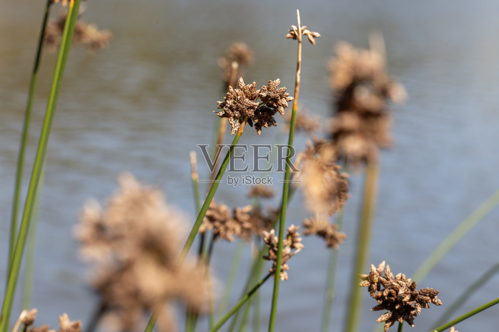 Juncus植物照片摄影图片