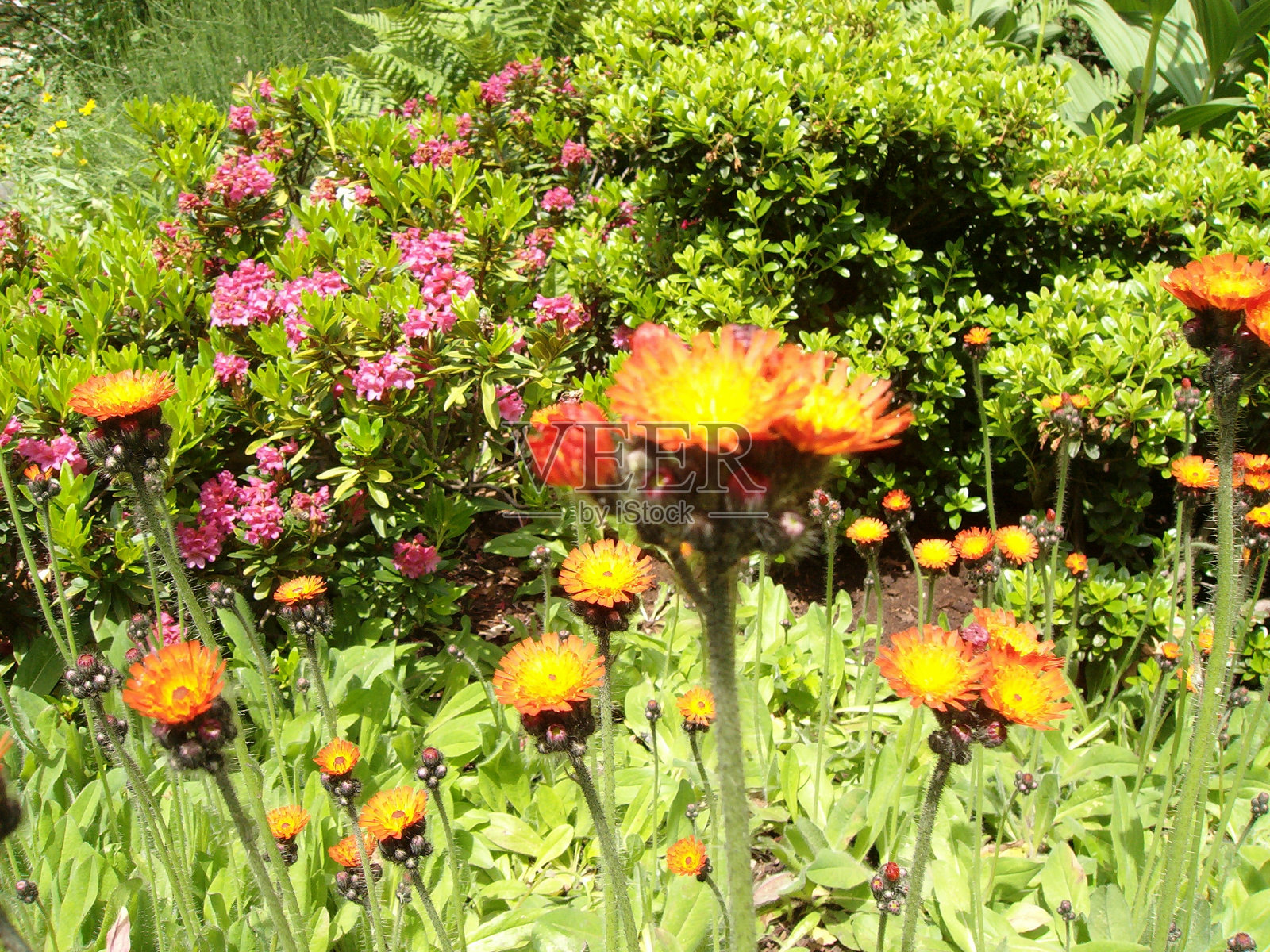 布拉格植物园照片摄影图片