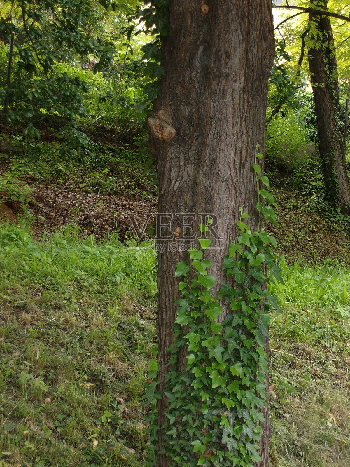 布拉格植物园照片摄影图片