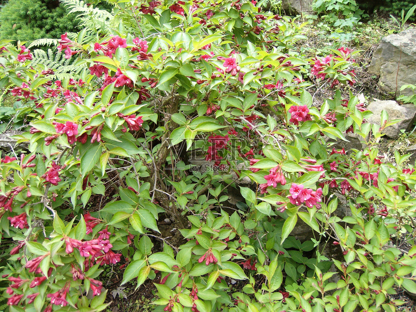 布拉格植物园照片摄影图片