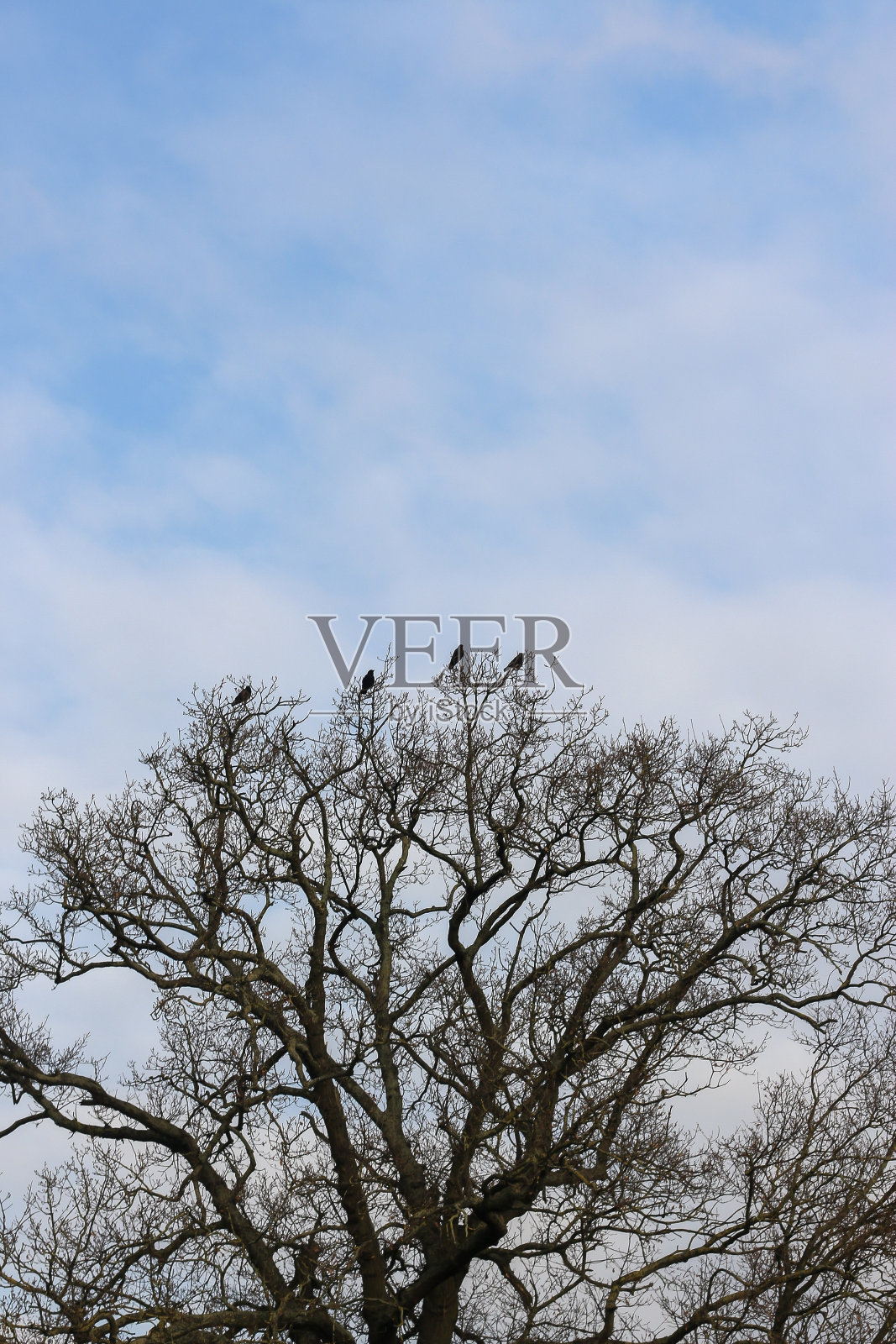 植物和树木点缀着赫特福德郡周围的田野和林地，赫特福德郡位于英格兰东南部，就在伦敦城外照片摄影图片