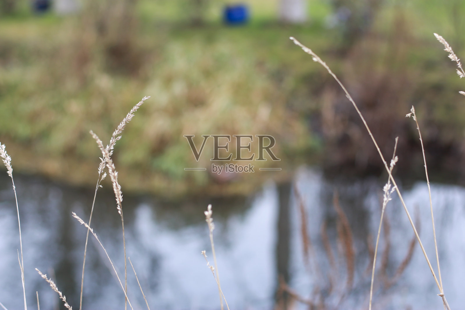 从利亚河的河岸上观看，它孕育着鸭子、鹅、天鹅、无数的植物以及划船的生活方式，而它流经英国英格兰东南部伦敦北部的赫特福德照片摄影图片