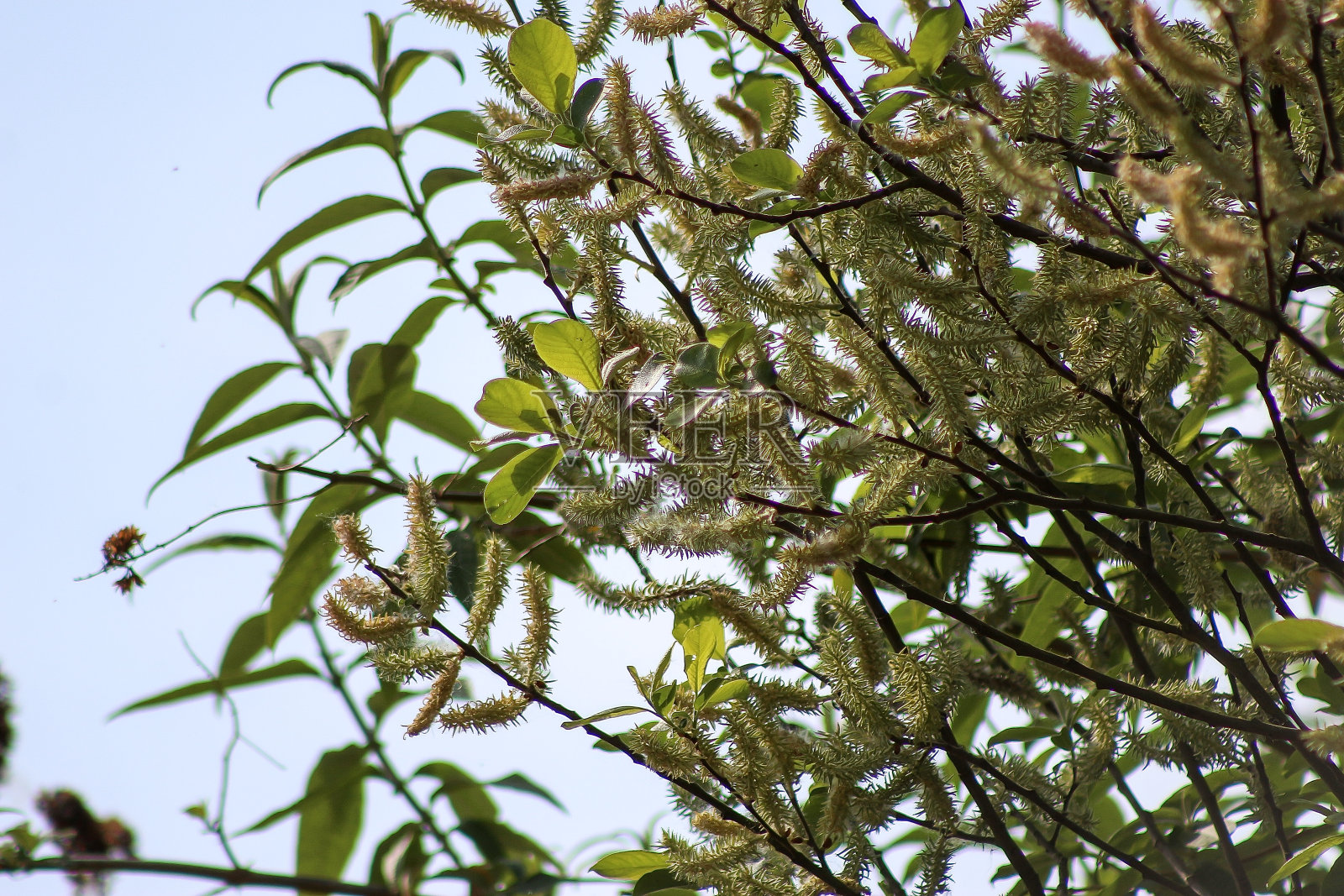 英国赫特福德郡的田野和花园的绿色植物就在伦敦外面照片摄影图片