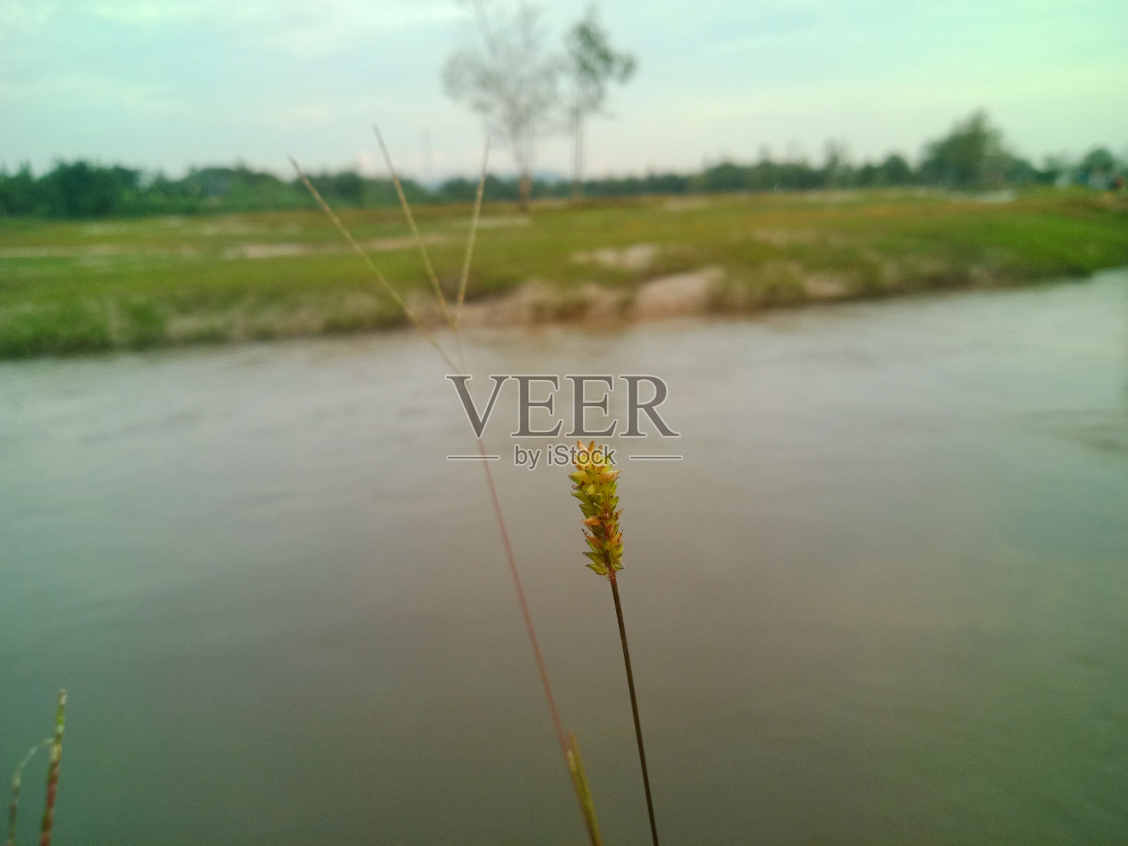 绿色的花园照片摄影图片