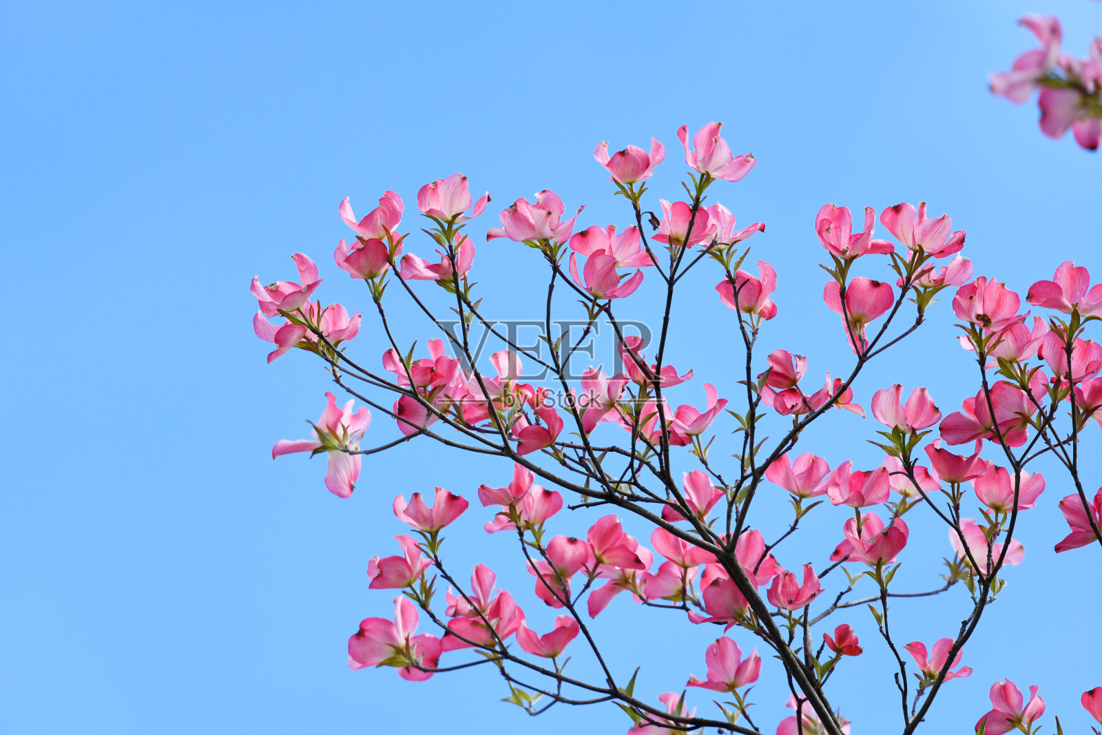 春天的红花盛开在树枝上照片摄影图片