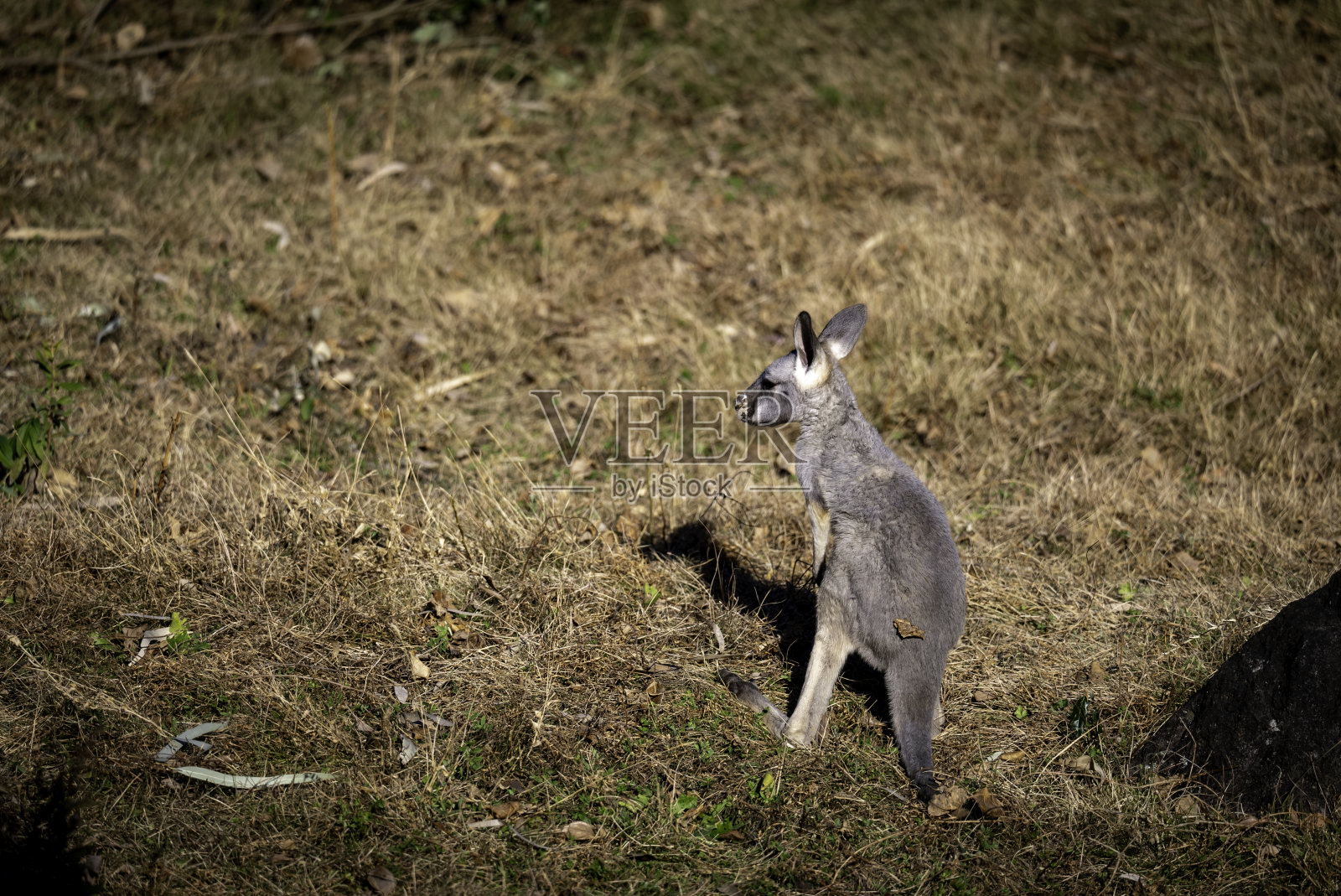 亲子袋鼠照片摄影图片