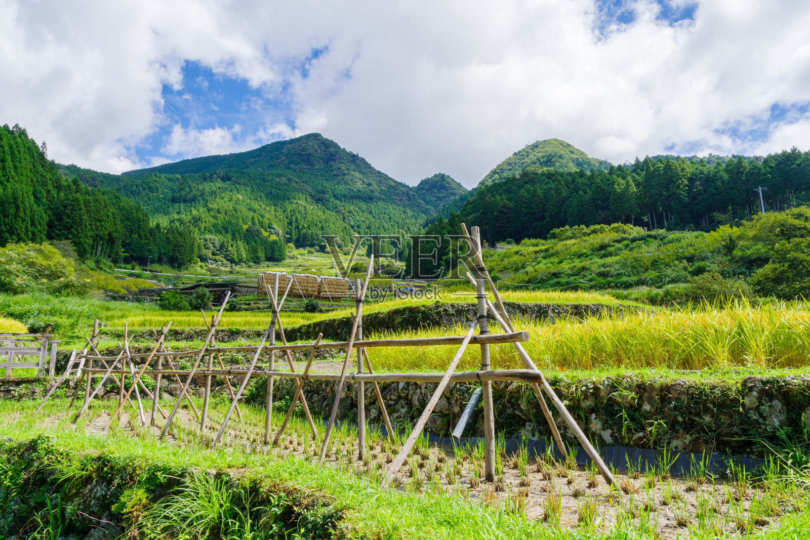 水稻收割季的四谷千枚田（日本爱知县新城市）照片摄影图片