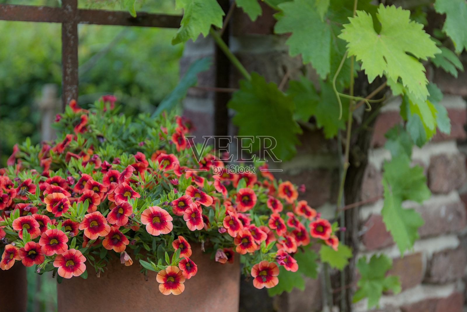 calbrachoa在花园里有一个金属栅栏和红砖墙照片摄影图片