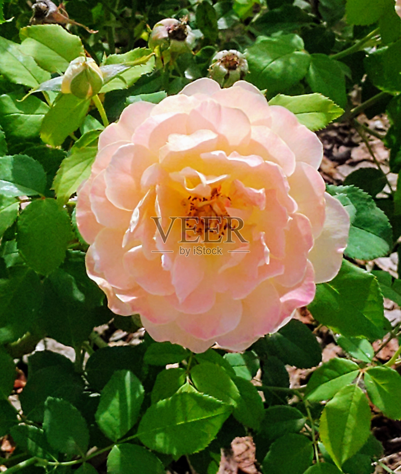 罗莎队照片摄影图片