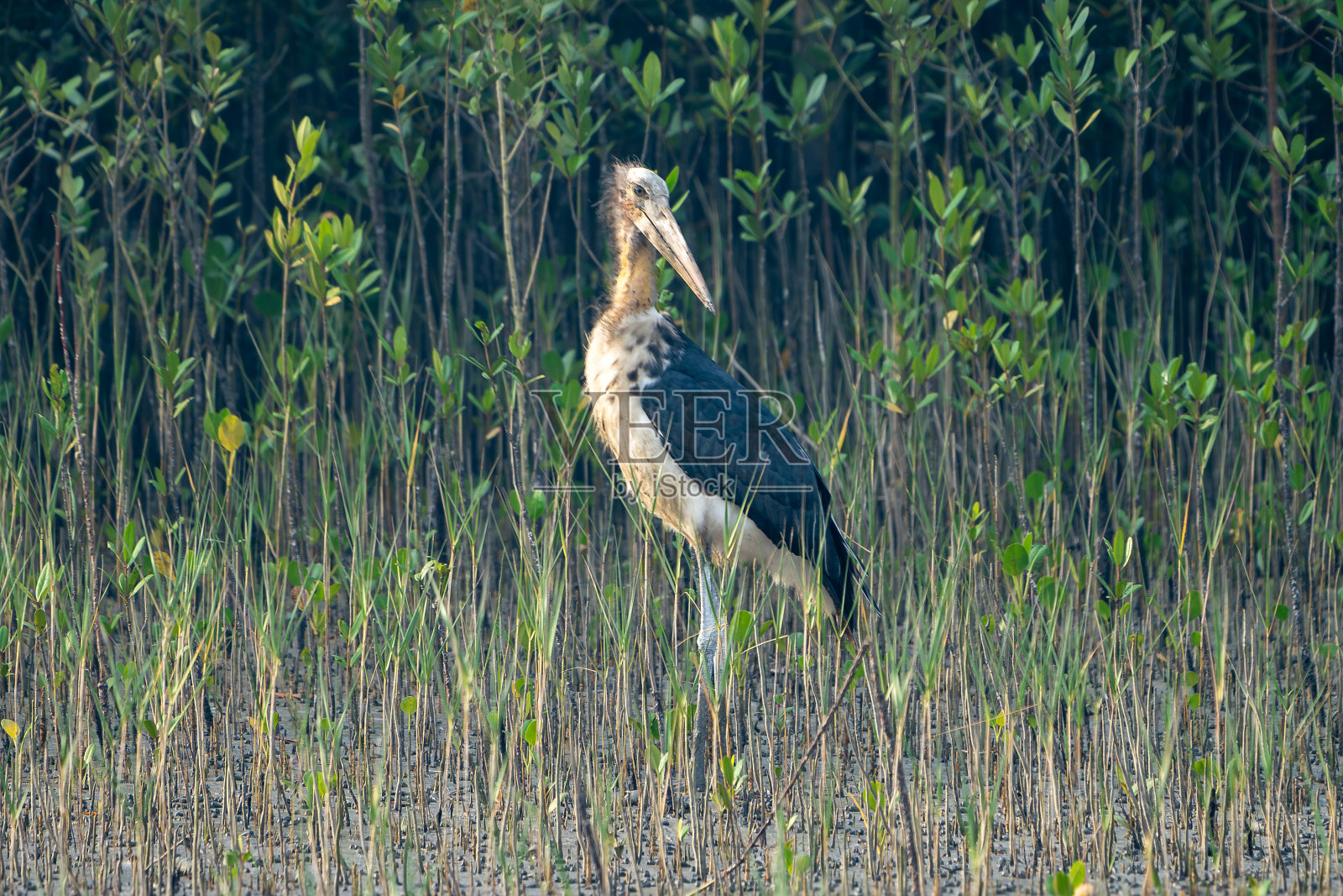 小副官(爪哇小副官)照片摄影图片