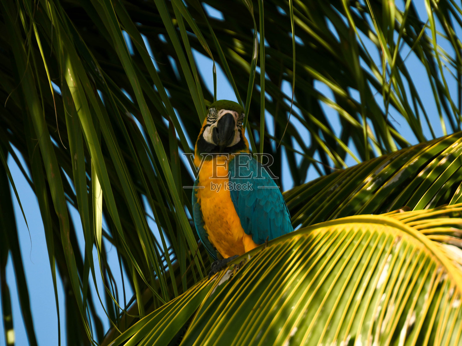 哥伦比亚加勒比海的神秘帕尔马岛照片摄影图片
