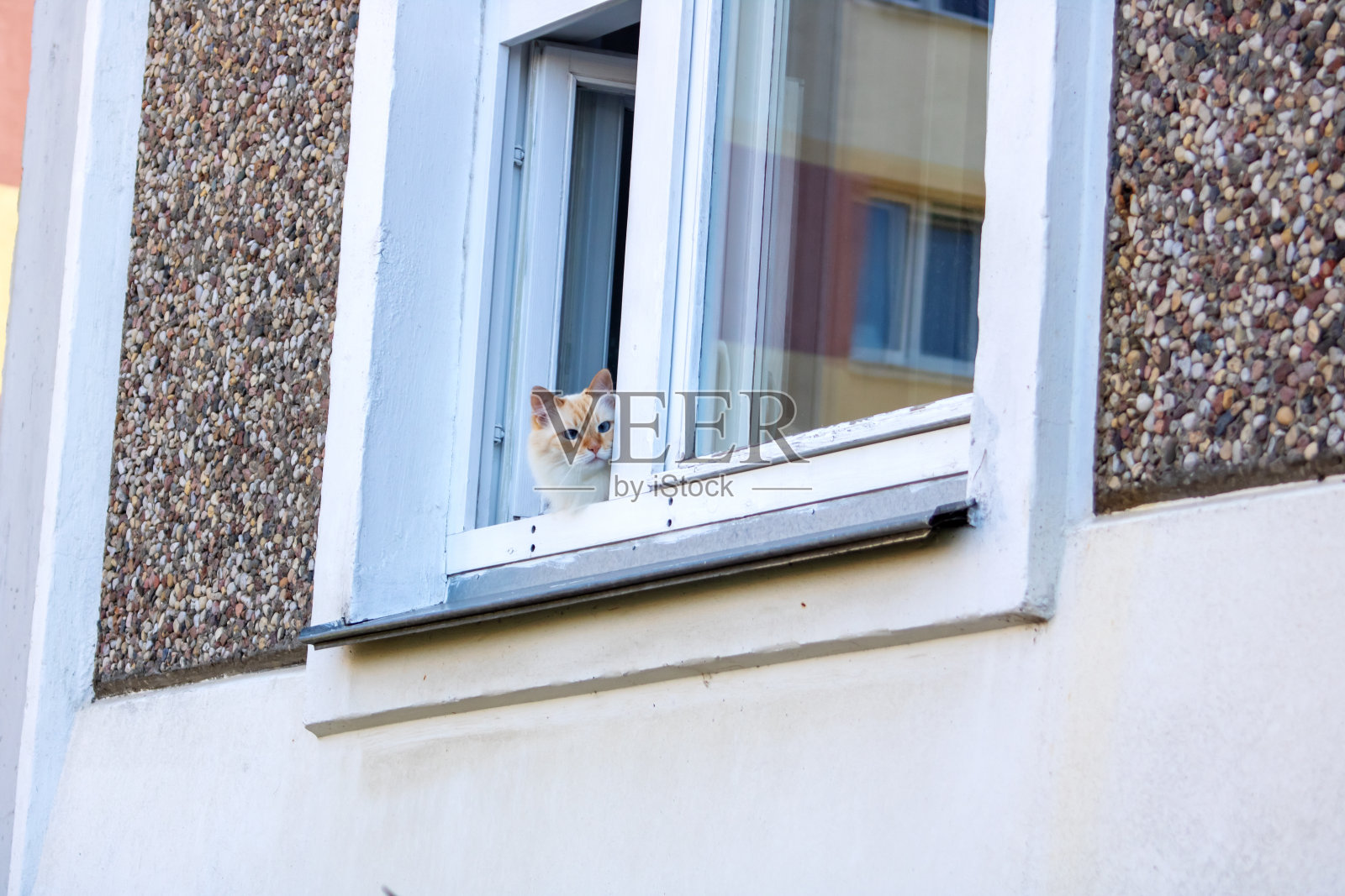 坐在窗户上的姜黄色猫照片摄影图片