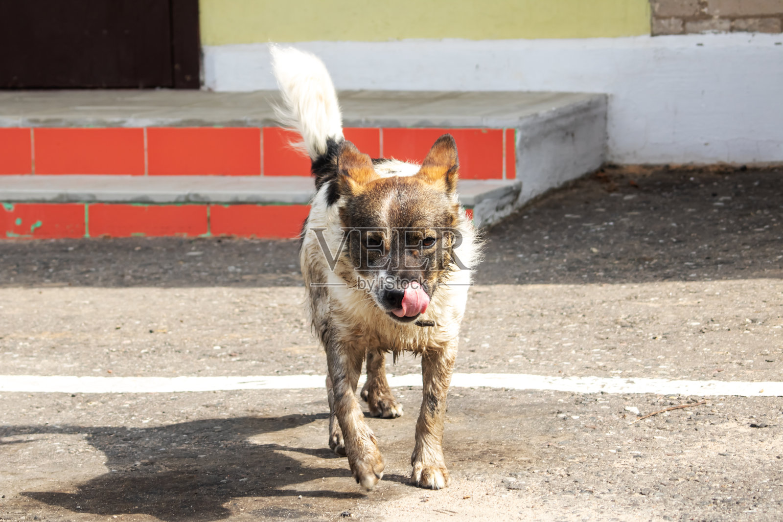 肮脏的白狗站在人行道上照片摄影图片