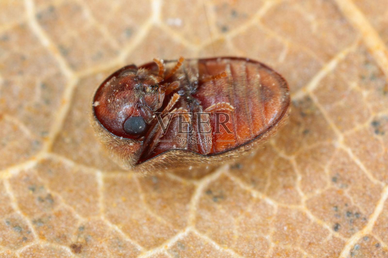 卷烟甲虫，俗称雪茄甲虫或烟草甲虫，是烟草干草本植物和许多其他储存的害虫照片摄影图片