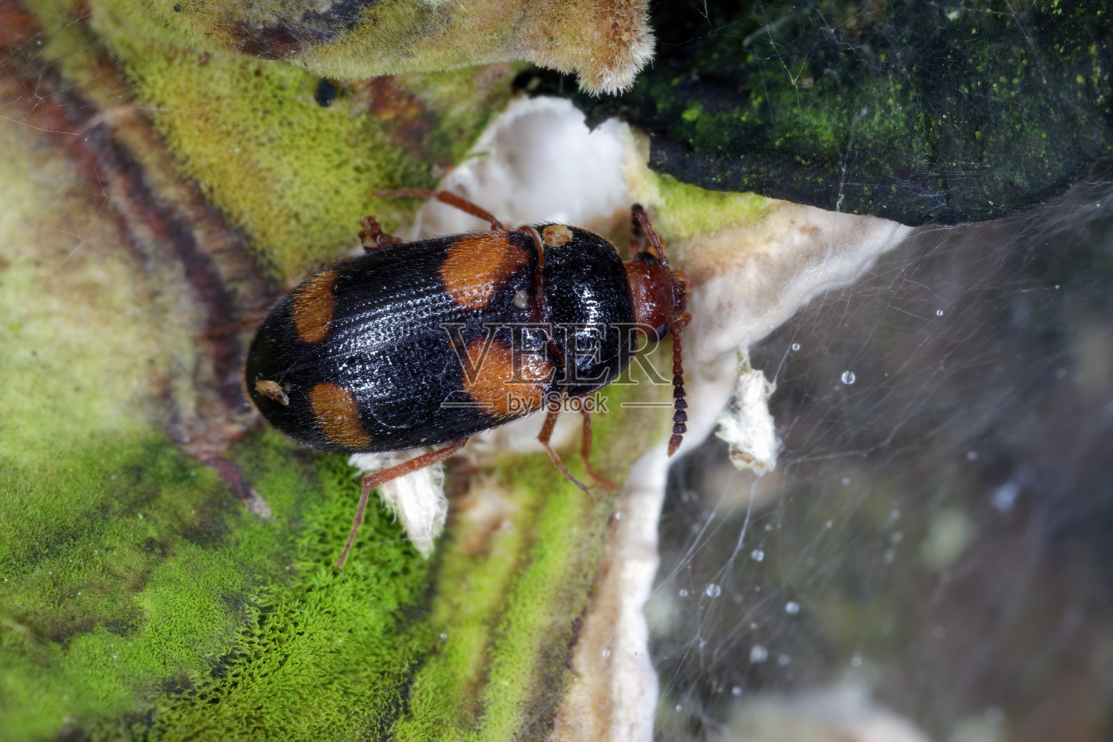 毛真菌甲虫(Mycetophagus quadripustulatus)生长在木材上的真菌。照片摄影图片