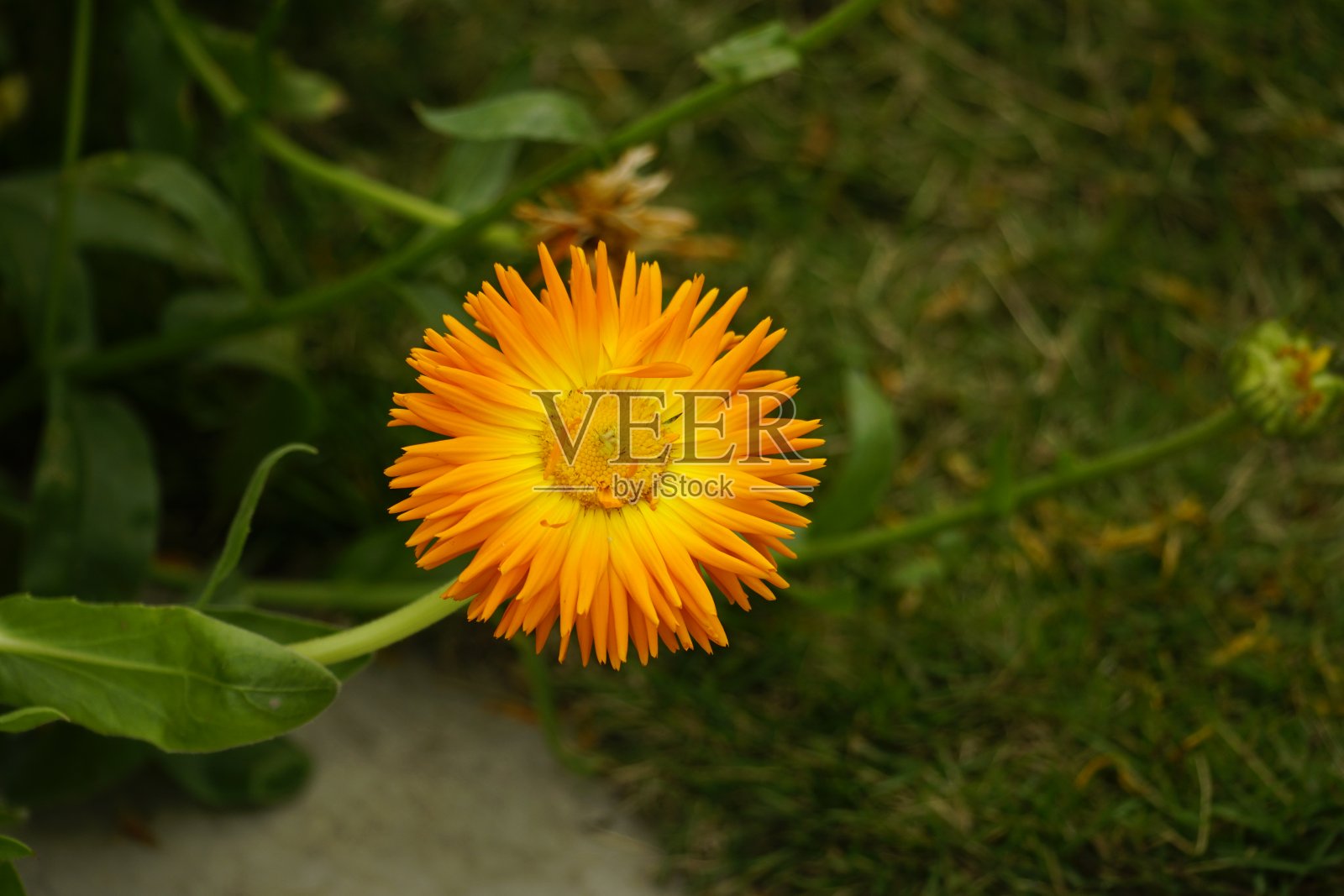 橙色万寿菊开花的特写照片摄影图片