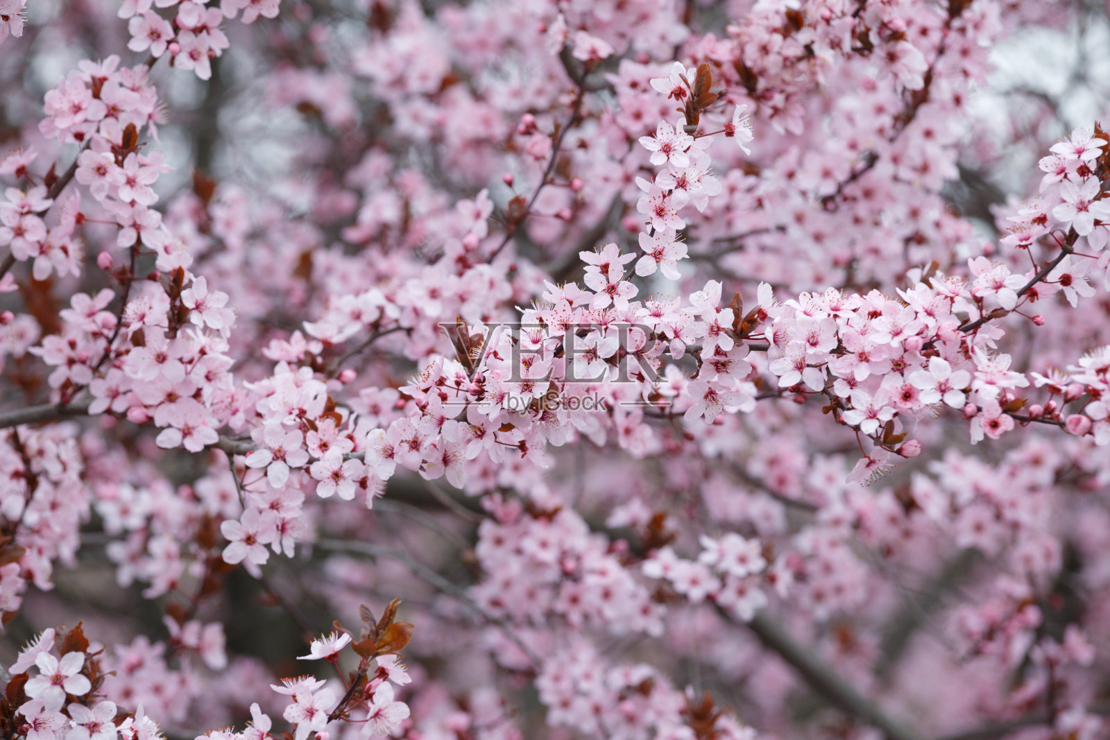 树枝上的观赏毕沙狄梅盛开着粉红色的花朵，春暖花开的背景。照片摄影图片