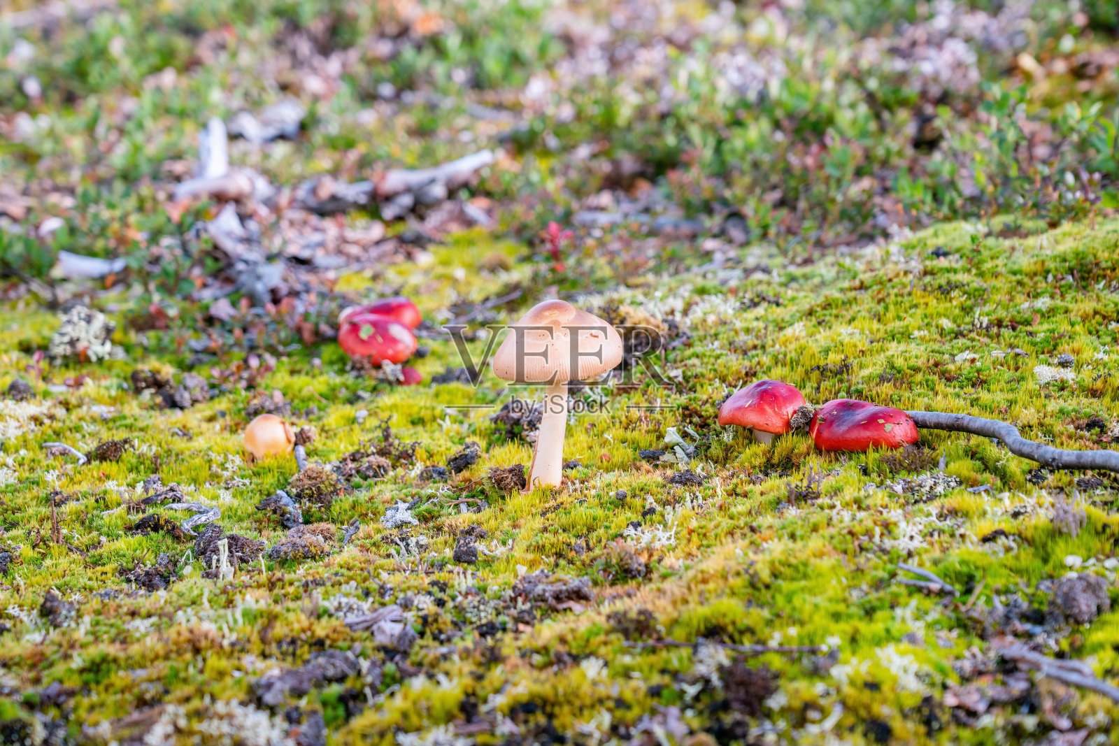生长在绿色苔藓上的五颜六色的蘑菇，高海拔的挪威山脉地形。挪威，近距离低空照片。照片摄影图片