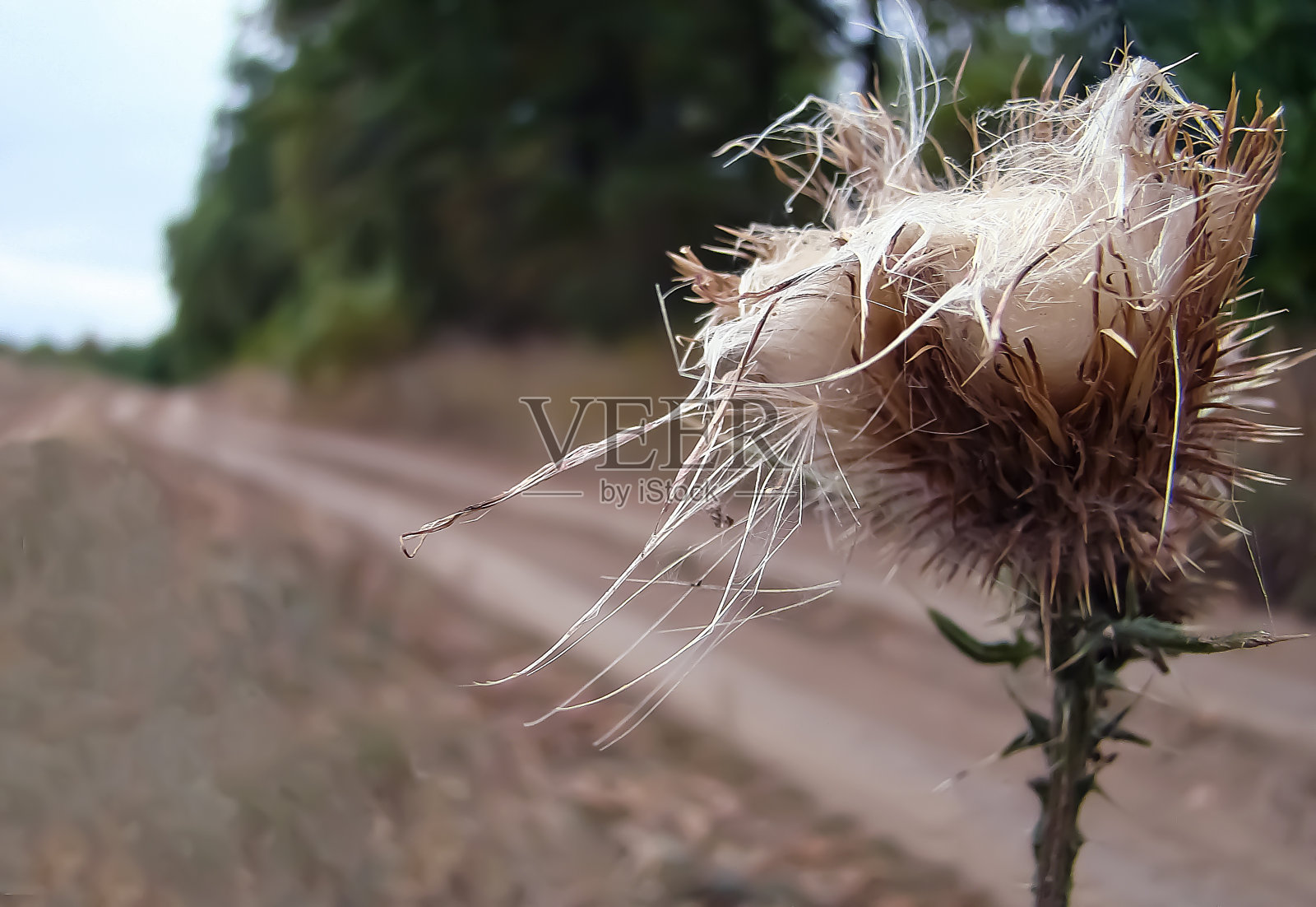 秋天。照片摄影图片