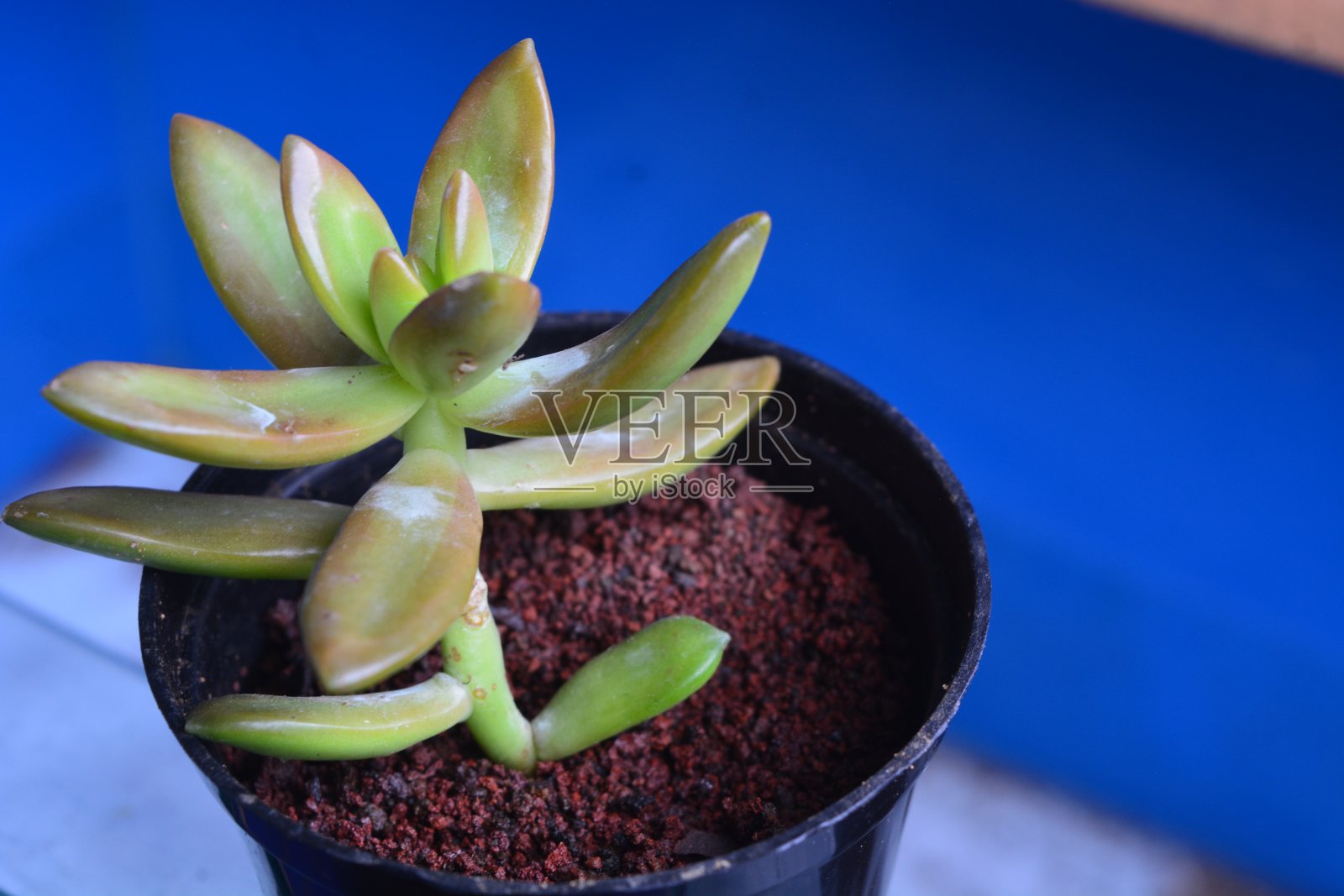 东南亚国家热带植物景观照片摄影图片