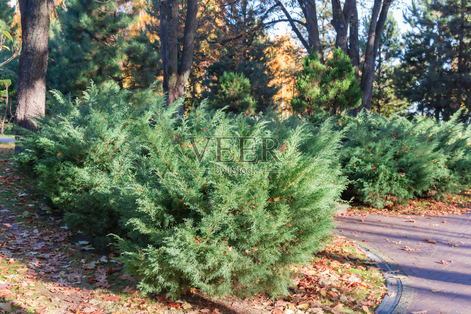 阳光明媚的日子里，公园里的杜松丛与不同的树木相映成趣照片摄影图片