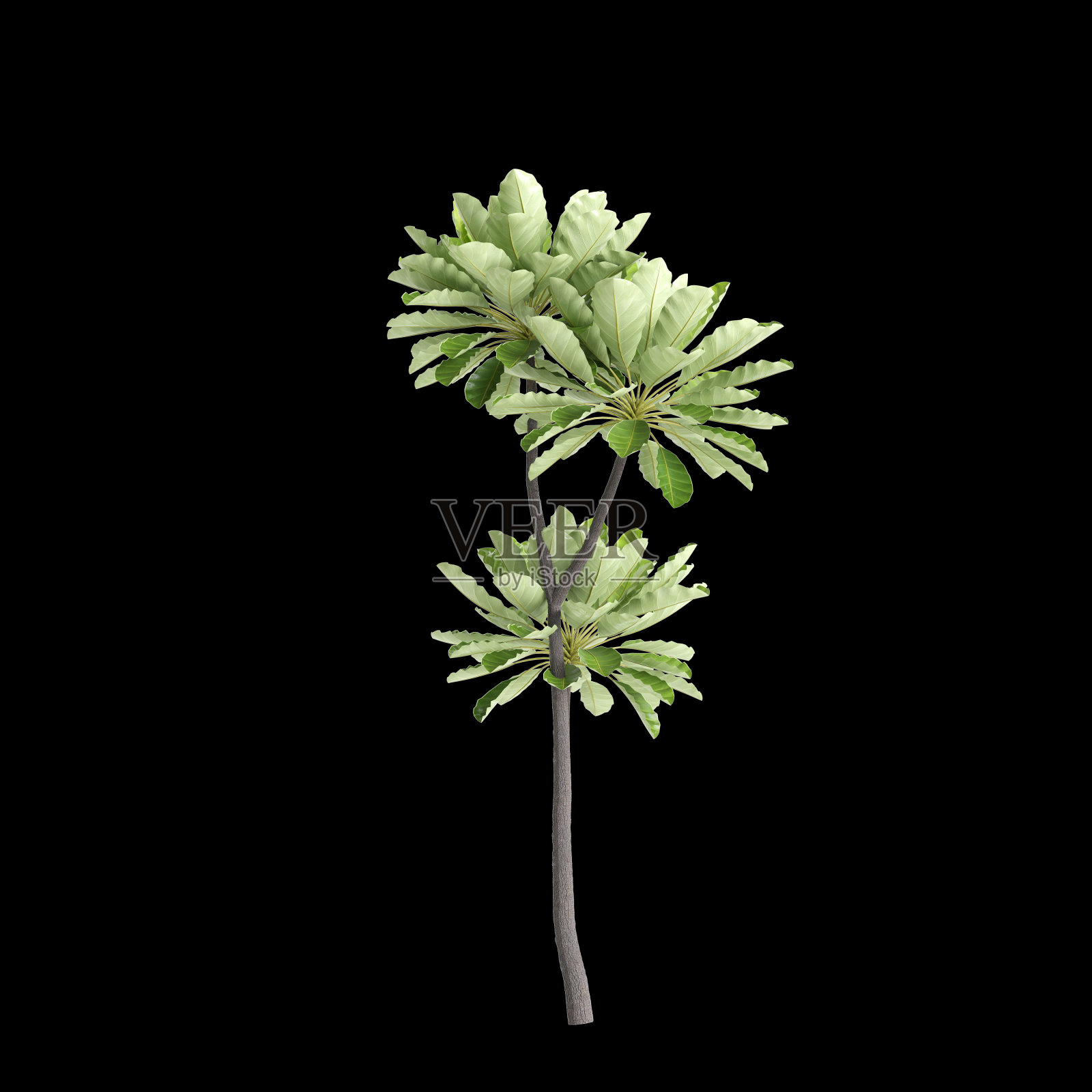 Meryta sinclair树在黑色背景上的三维插图照片摄影图片