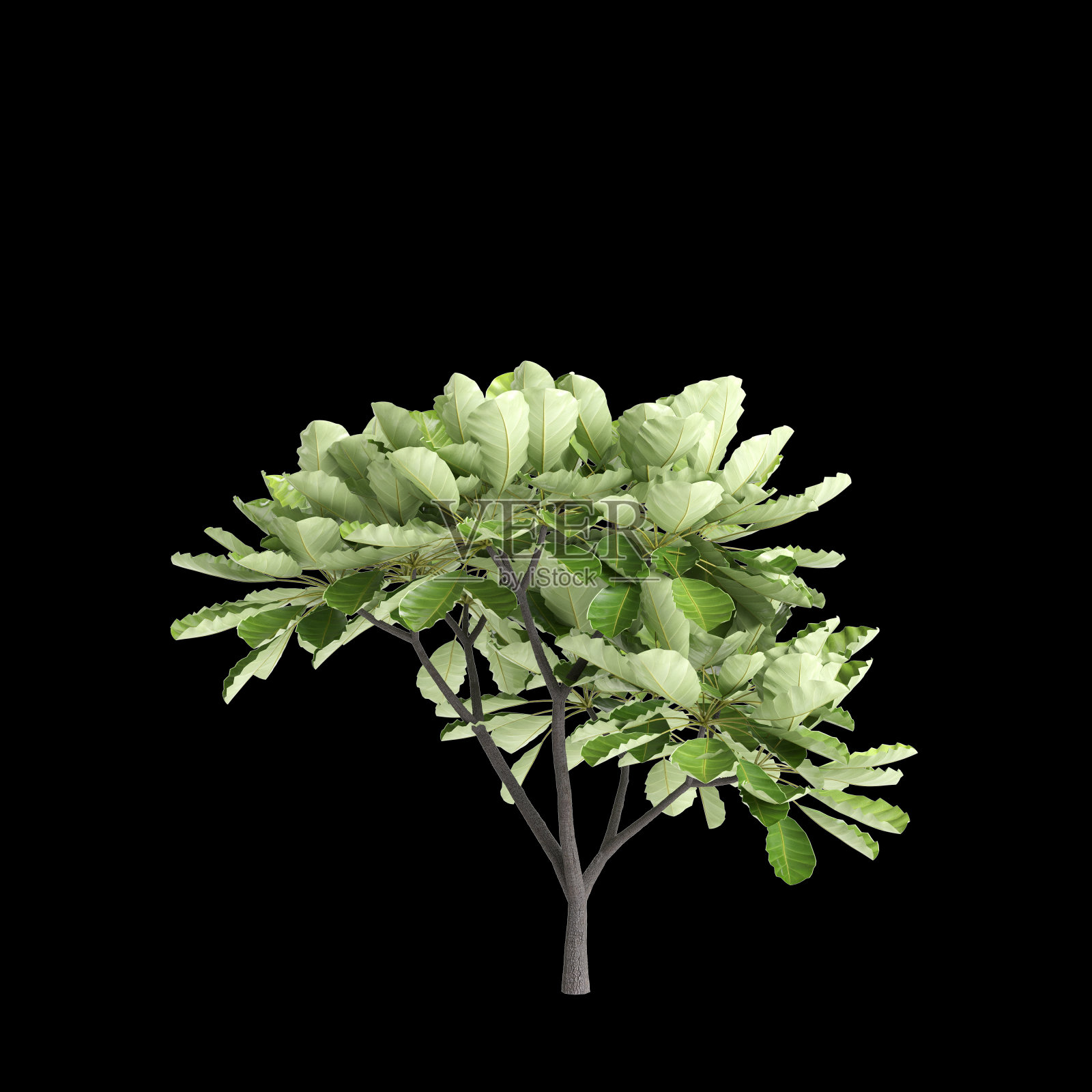 Meryta sinclair树在黑色背景上的三维插图照片摄影图片