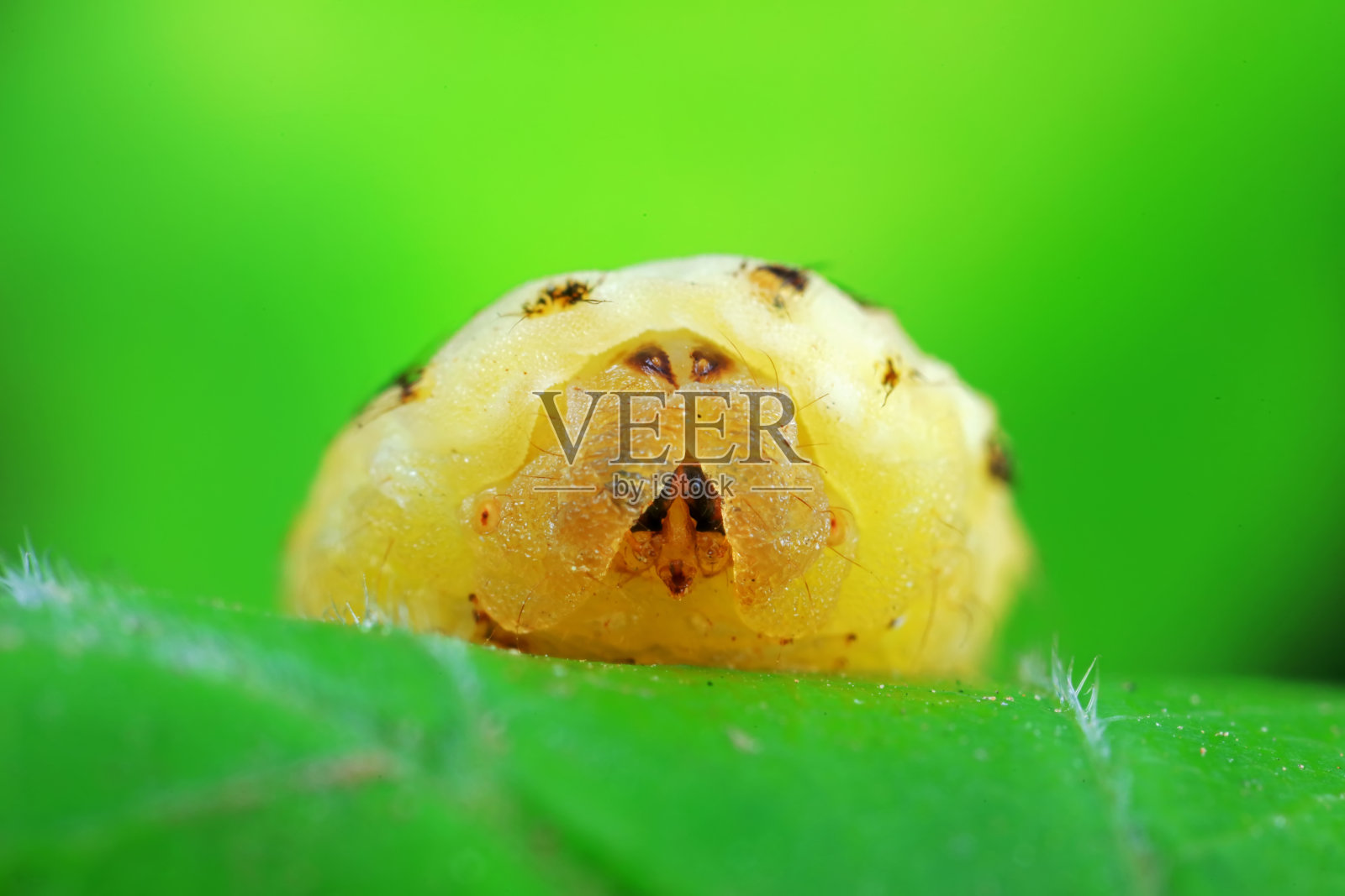 中国北方野生鳞翅目幼虫照片摄影图片