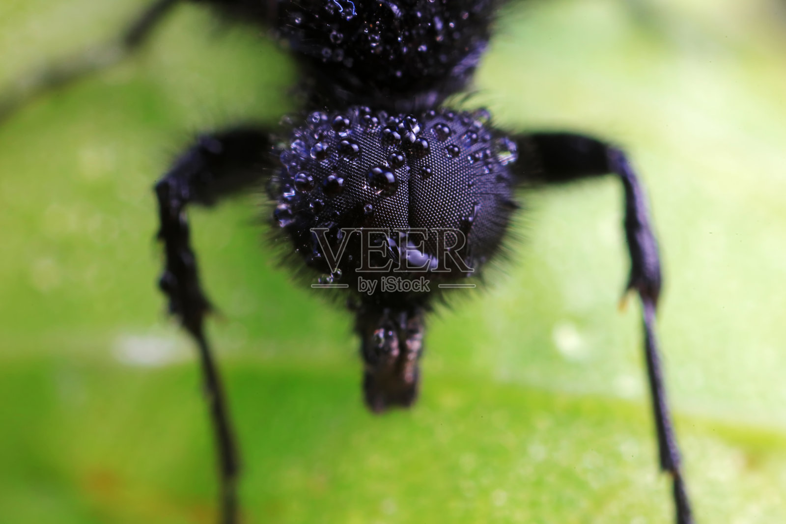 中国北方，野生植物上的蚊子照片摄影图片