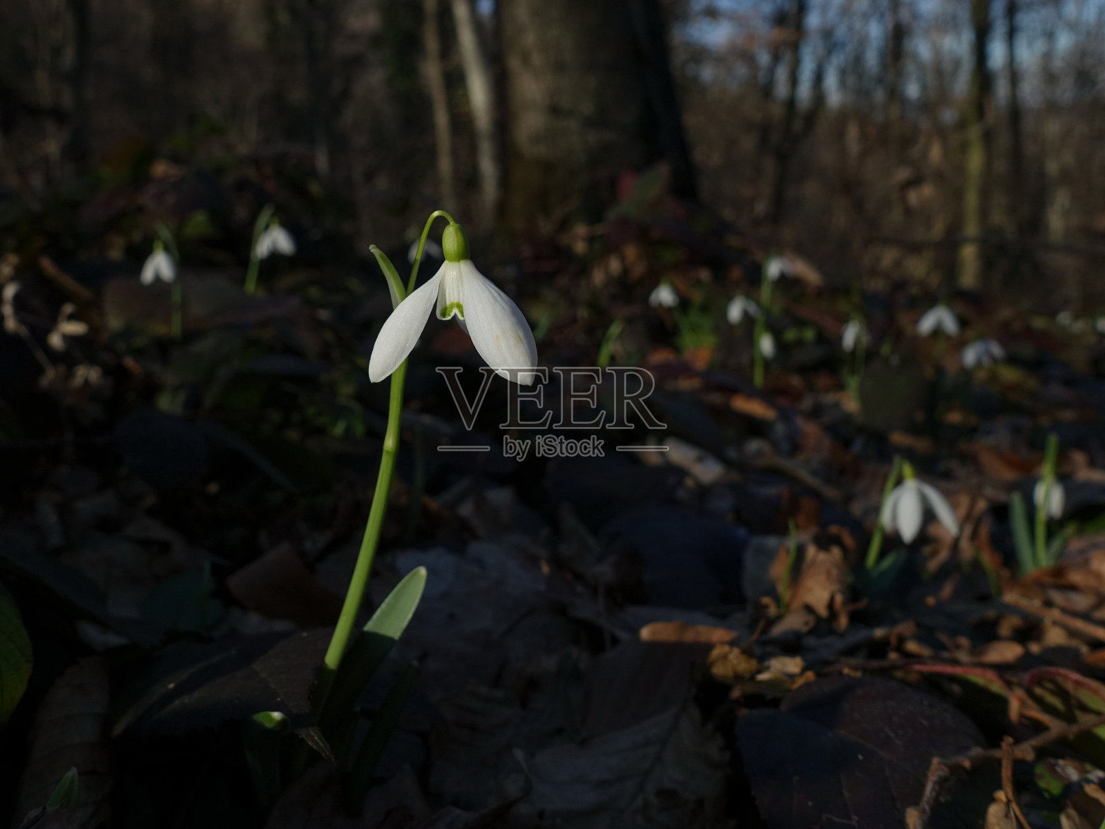 森林里的雪花莲，象征着春天和希望照片摄影图片