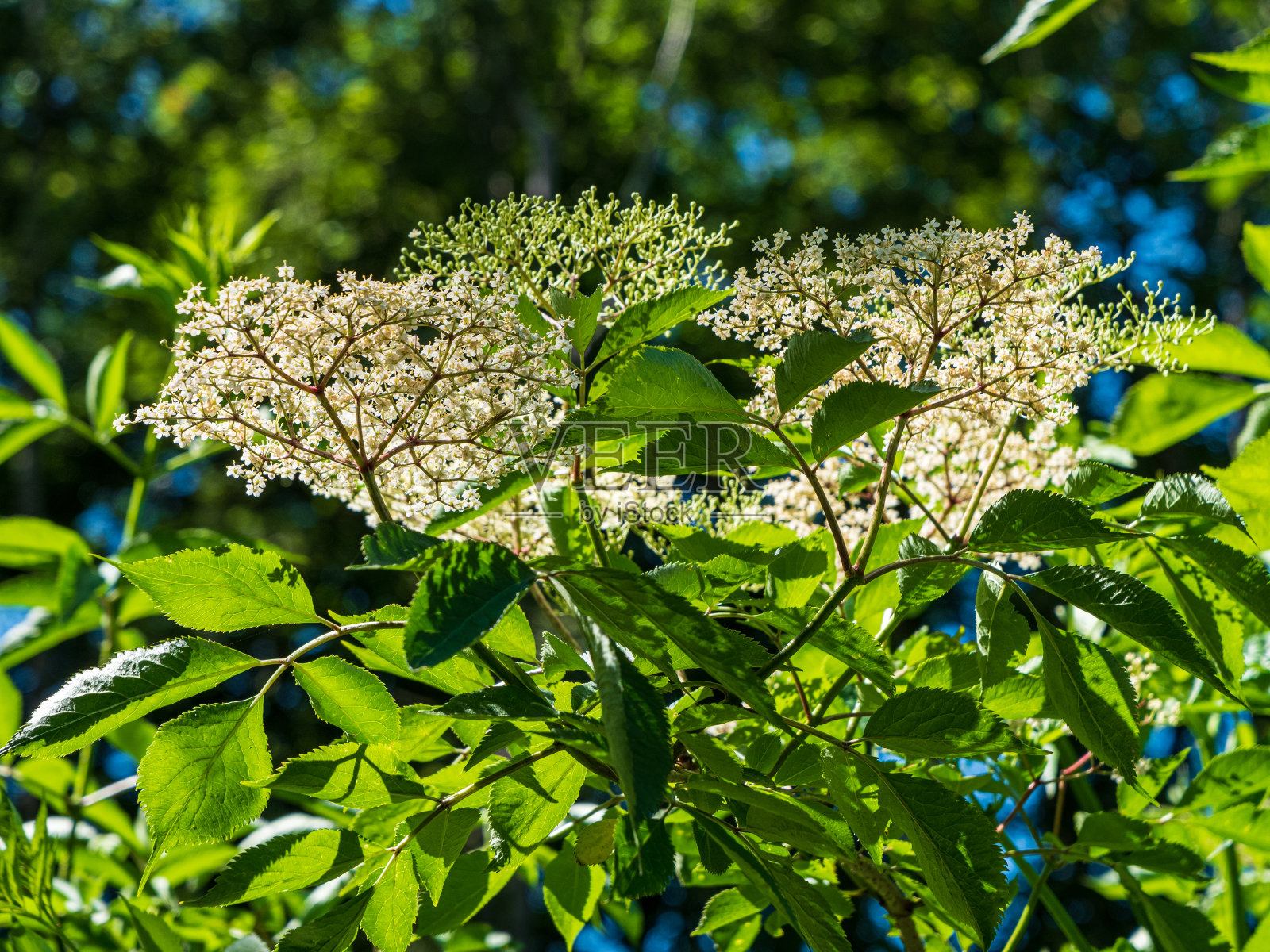 大花照片摄影图片