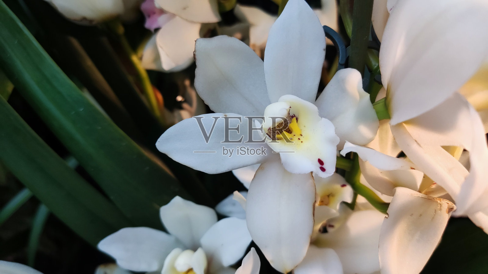 兰花照片摄影图片