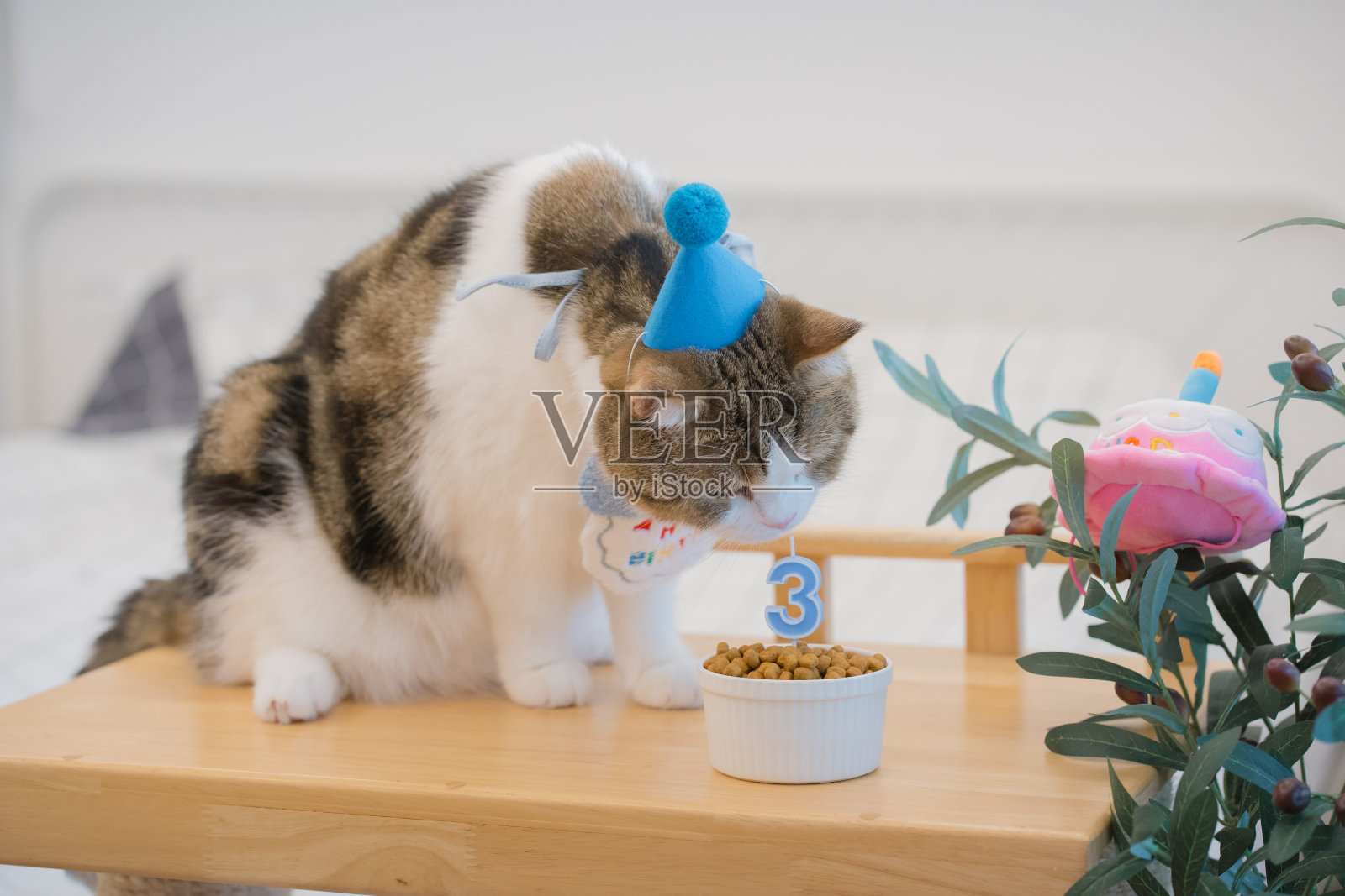 猫咪护理概念与苏格兰虎斑猫快乐吃食物与生日纪念日照片摄影图片