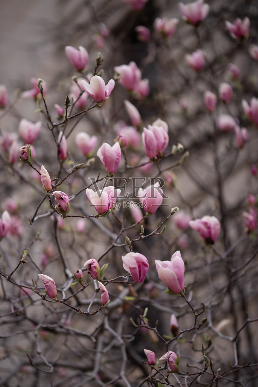 粉红色的玉兰花在花园里照片摄影图片