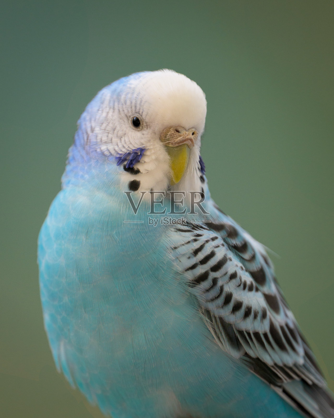 彩色蓝色长尾小鹦鹉特写照片摄影图片