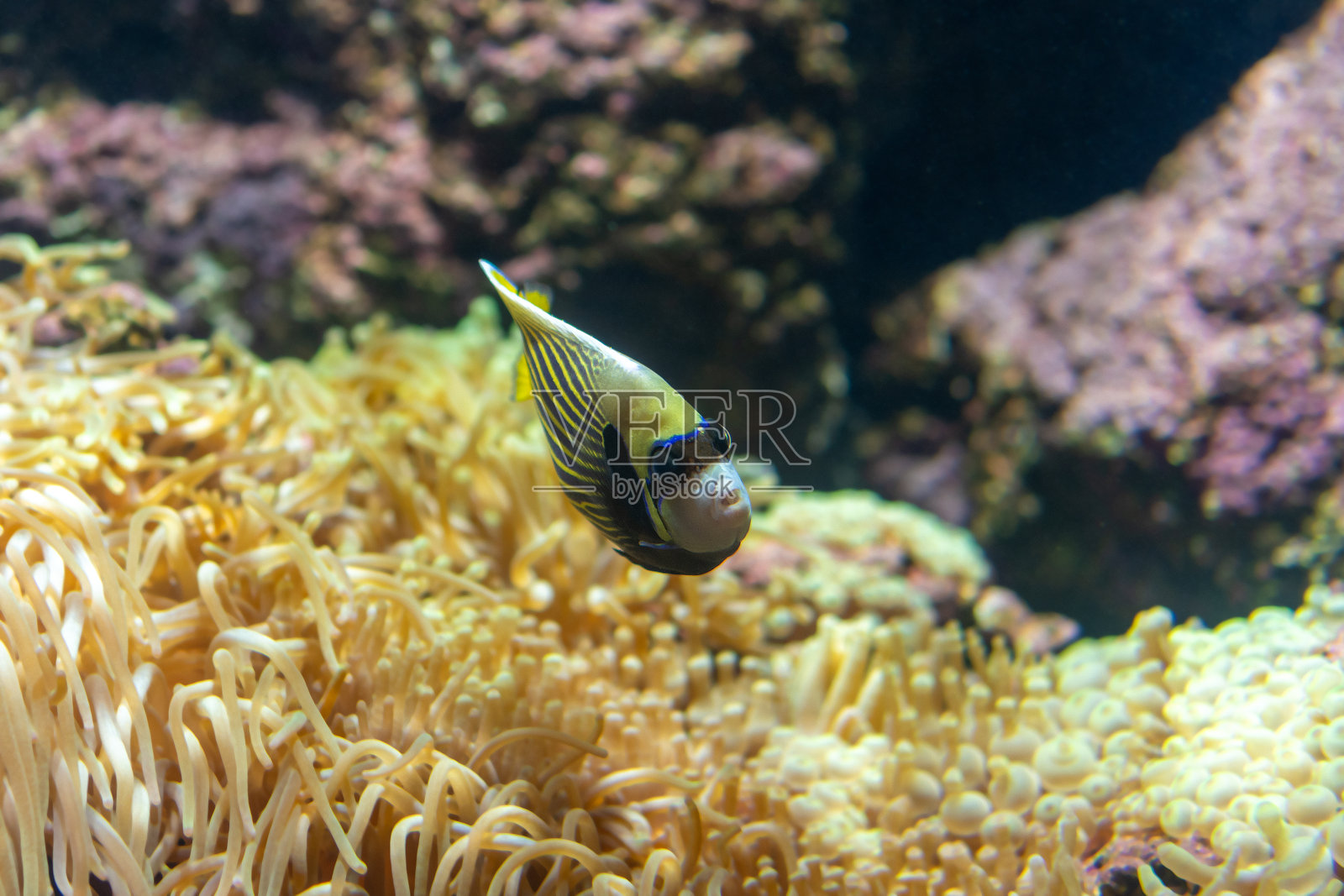 热带鱼在水族馆里游泳。照片摄影图片