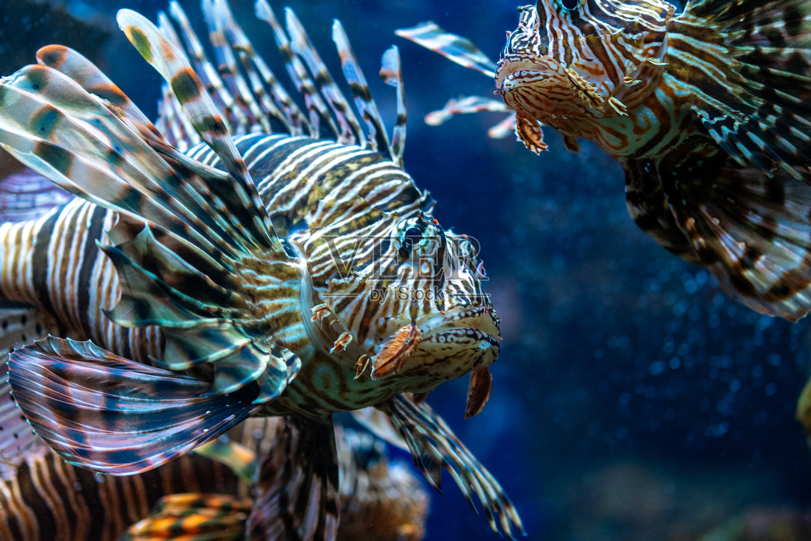 在水族馆里游泳的魔鬼鱼或狮子鱼。照片摄影图片