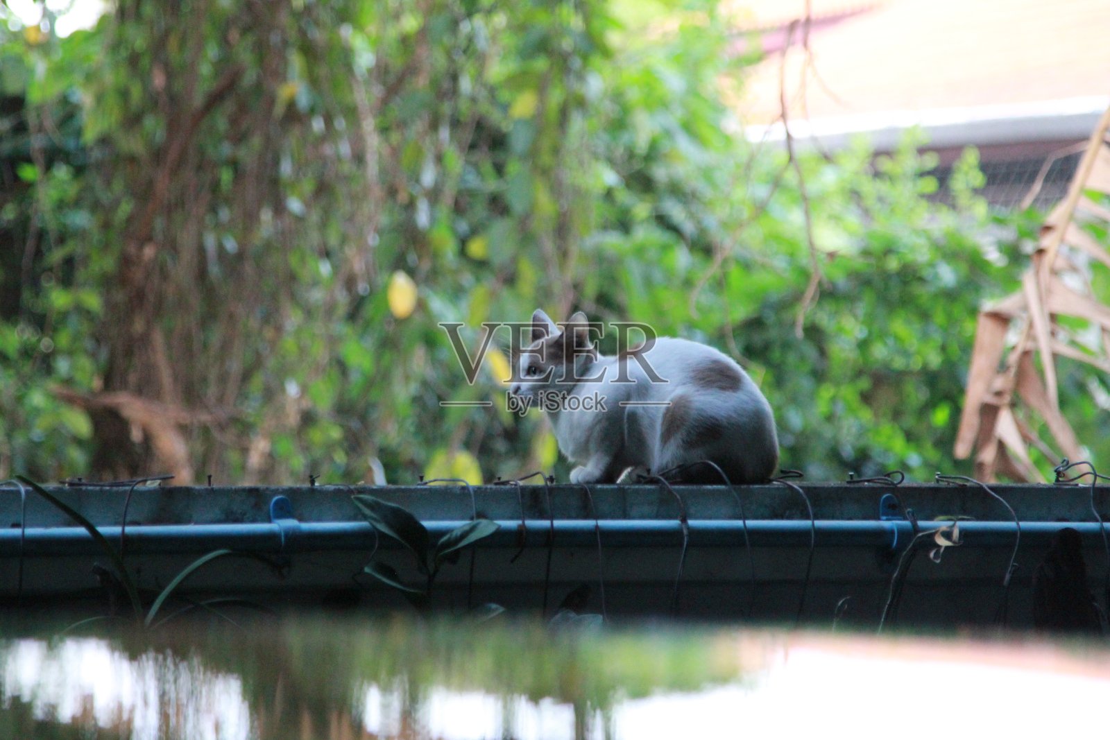 猫坐在照片摄影图片