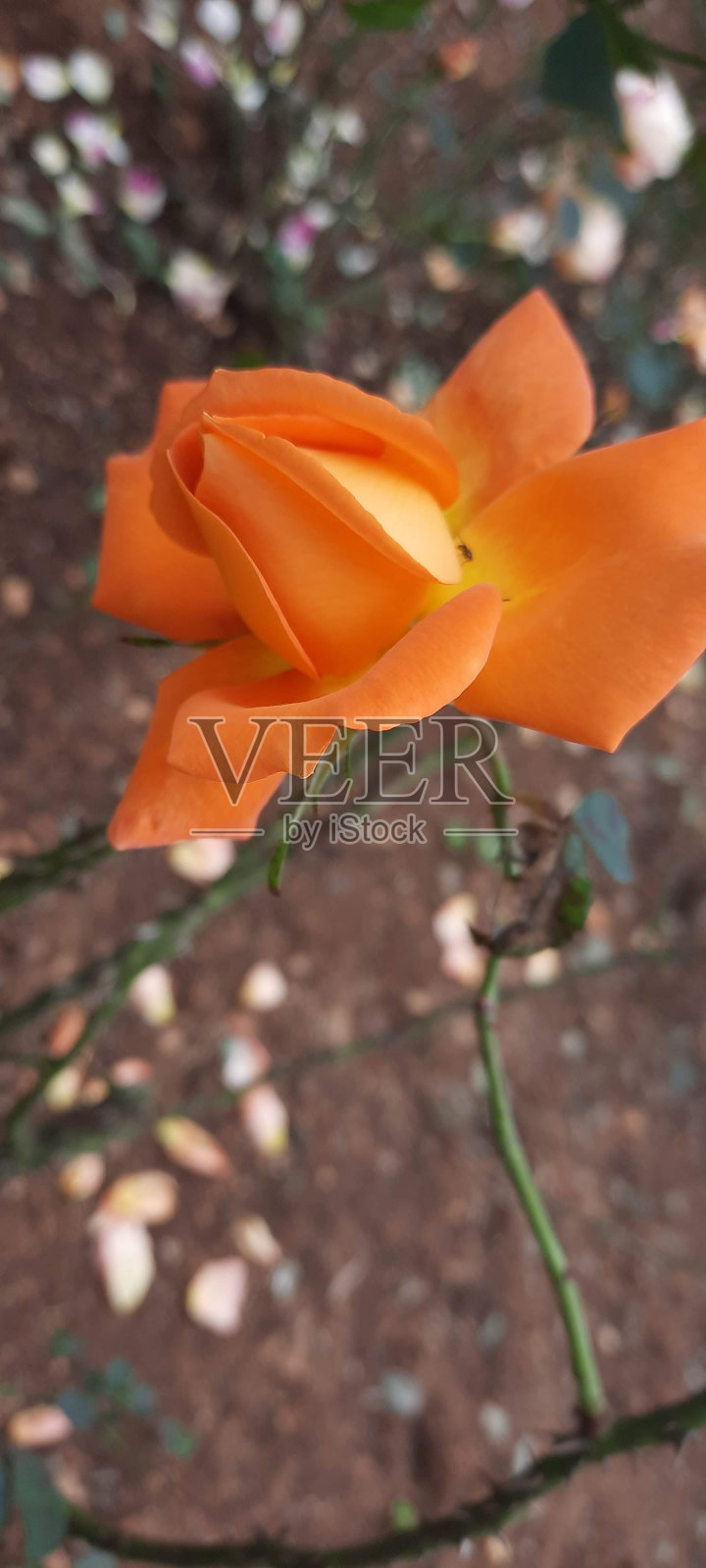 美丽的橙玫瑰来自奥特玫瑰园照片摄影图片