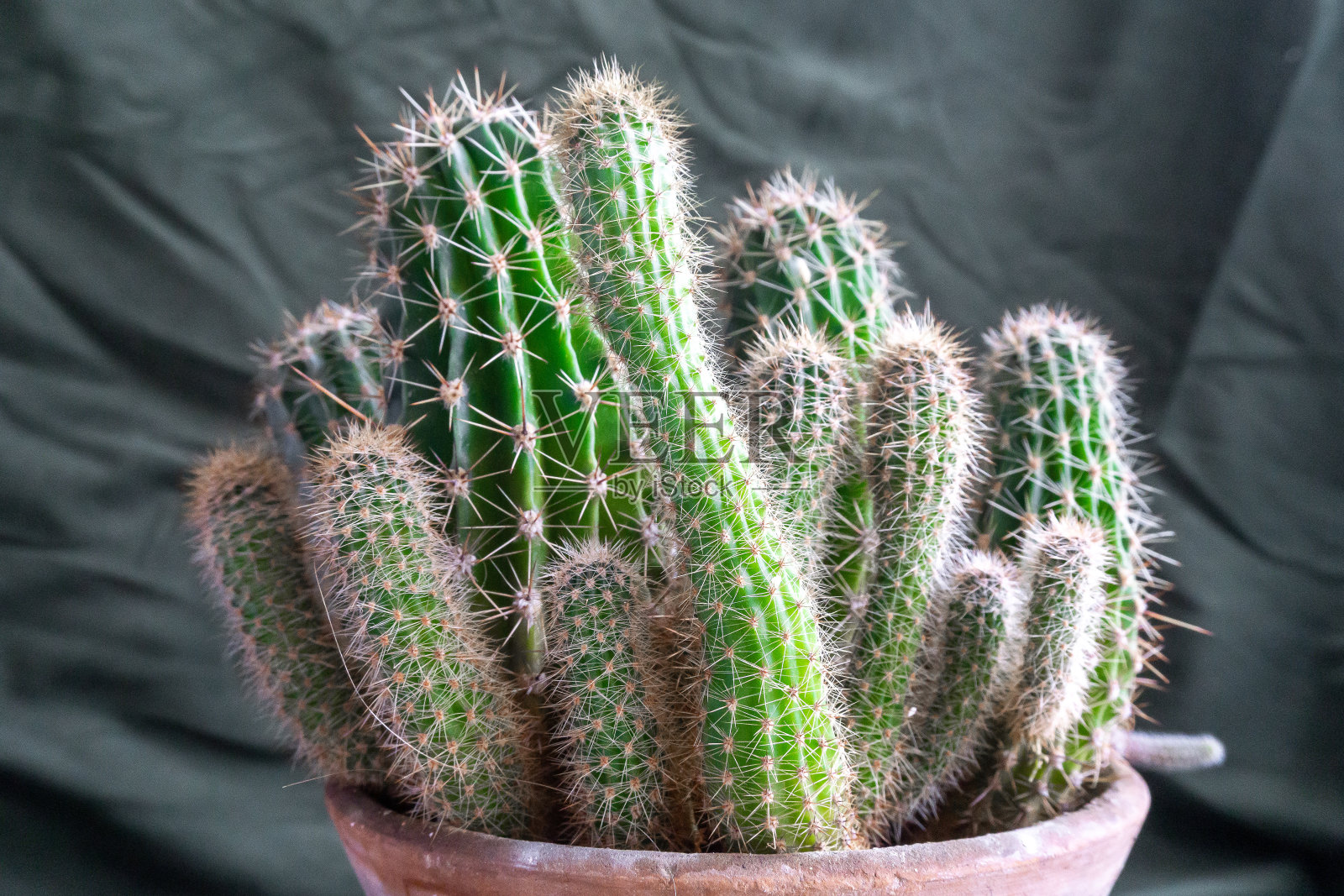 绿色仙人掌盆栽： Mammillaria elongata照片摄影图片