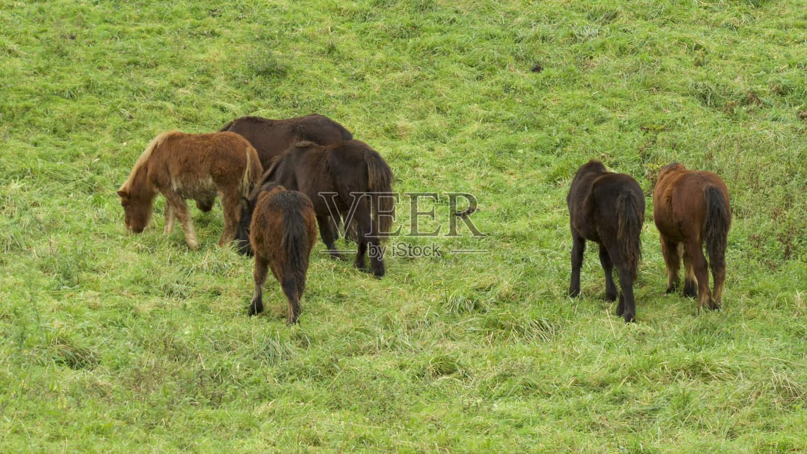 一小群母马在山上一片绿油油的牧场上照片摄影图片