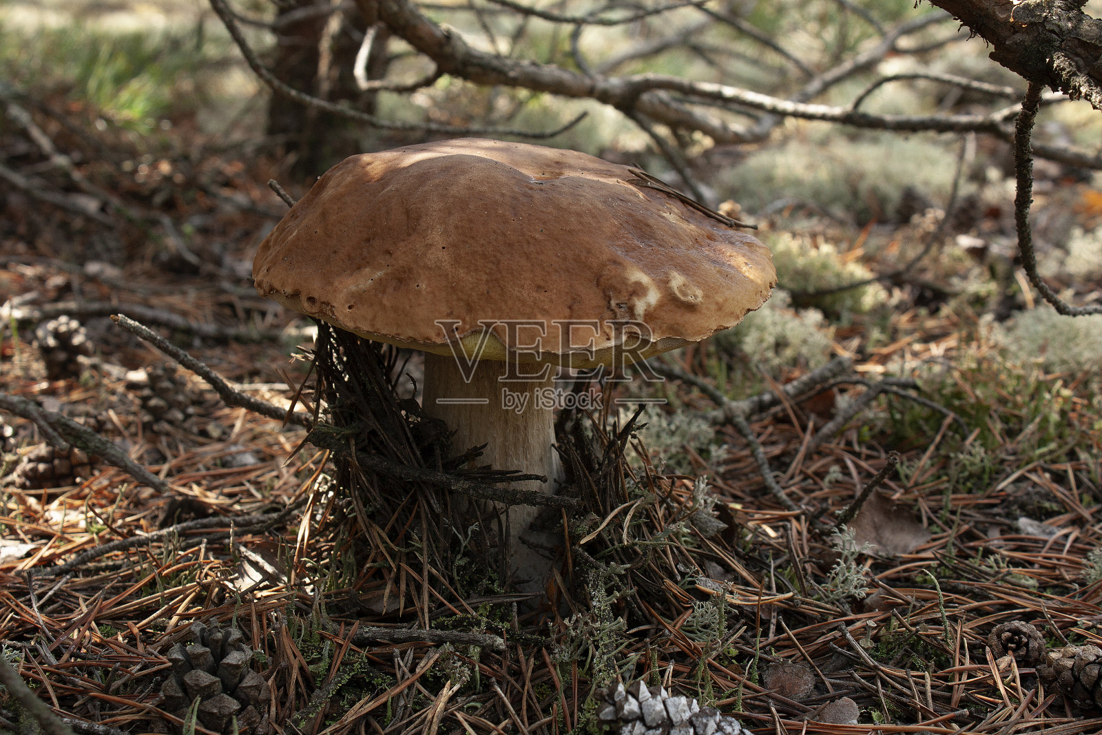 森林里的白色蘑菇照片摄影图片