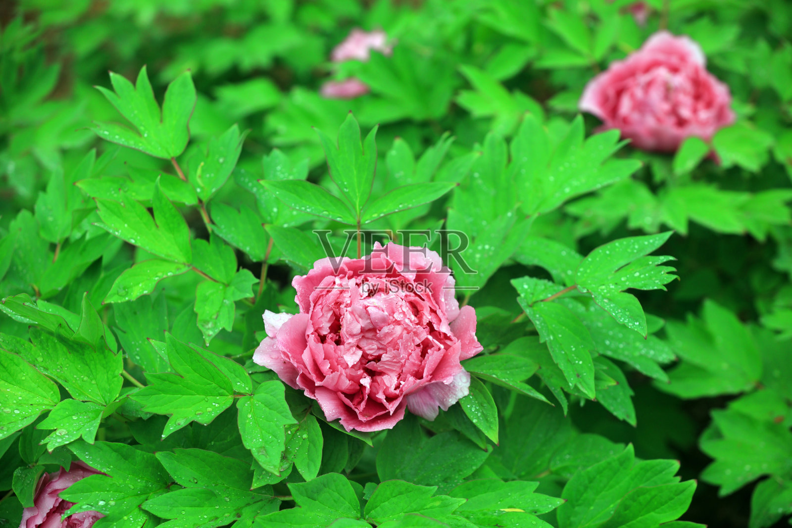 中国，公园里盛开的牡丹照片摄影图片