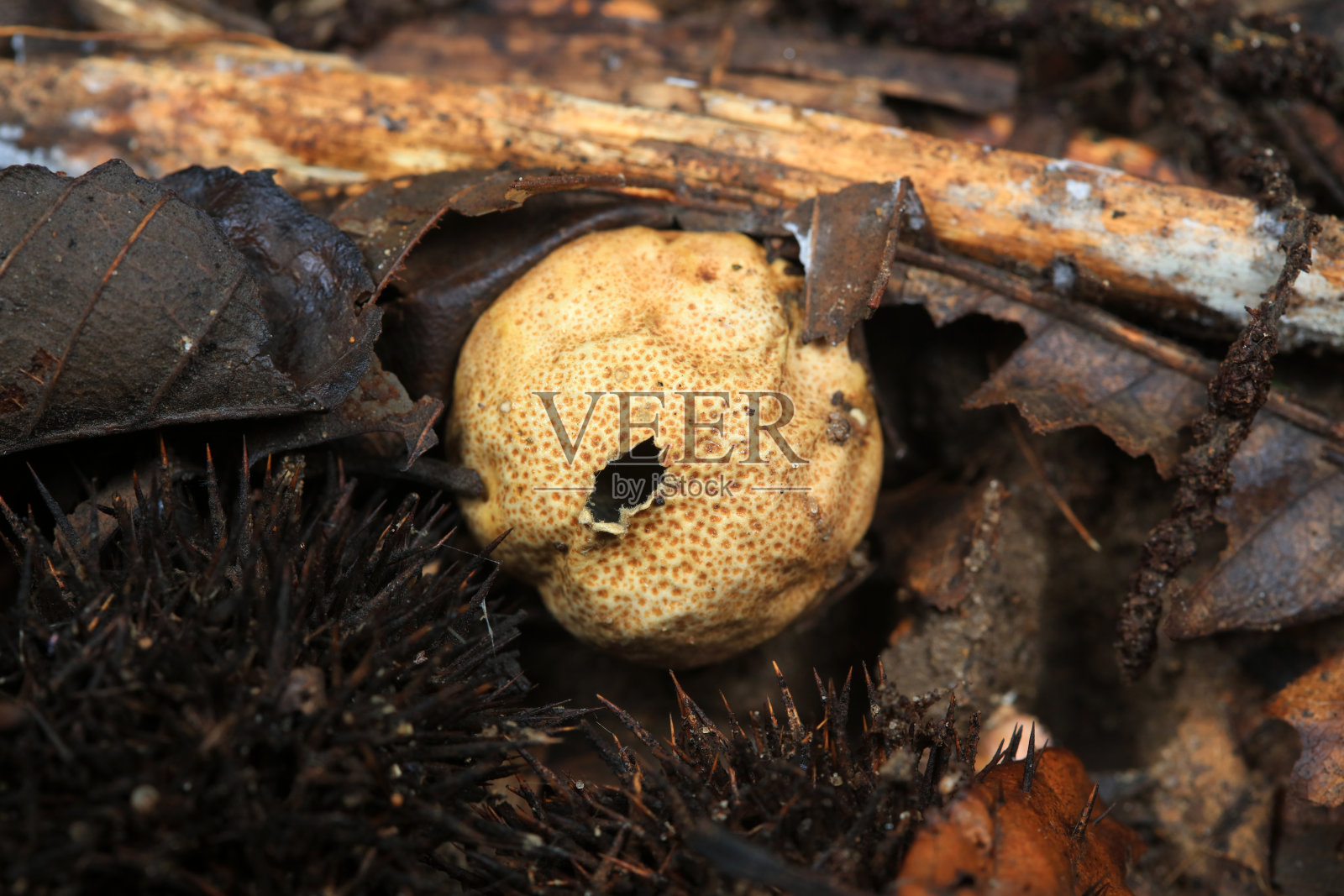 河豚的子实体在中国北方的田野里照片摄影图片