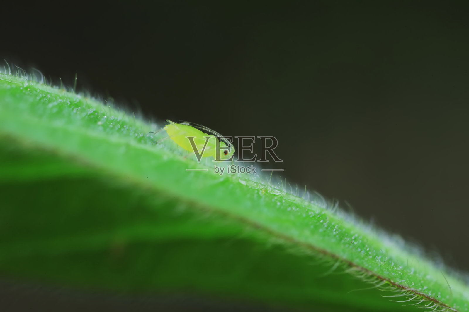 中国北方，在野生植物上爬行的蚜虫照片摄影图片