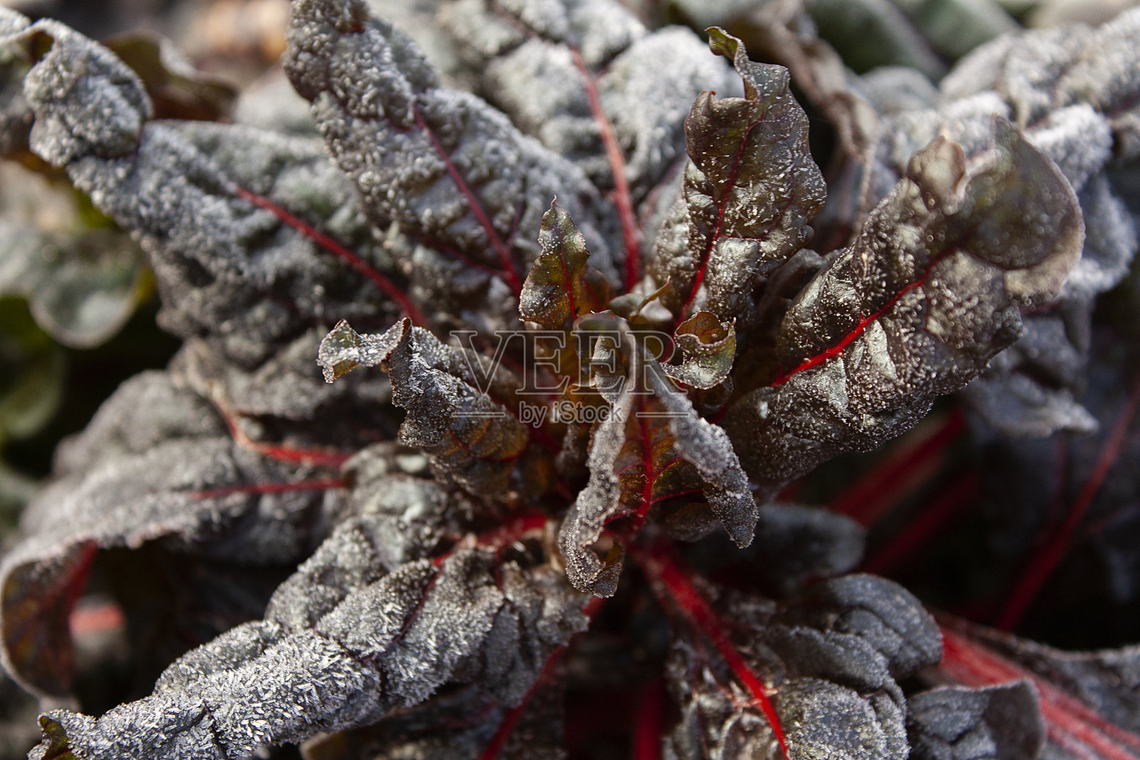 初秋的霜冻。甜菜的叶子上覆盖着白霜。晨霜，绿冻植物叶。照片摄影图片