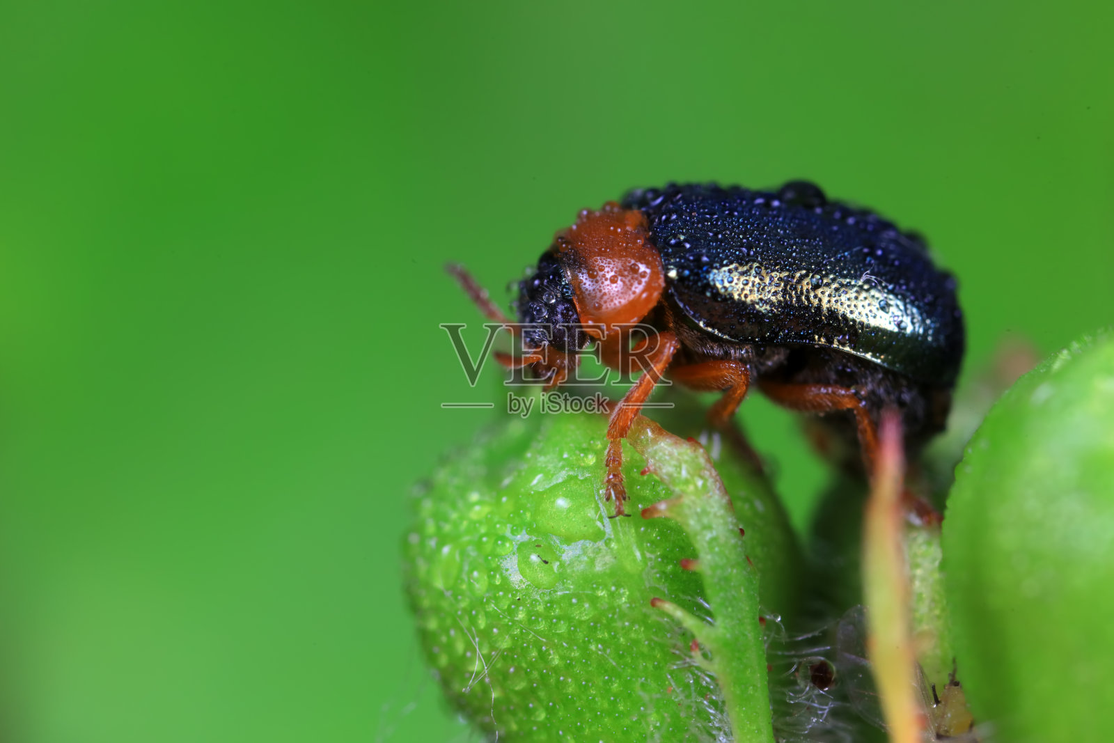 华北野生植物上的叶甲虫照片摄影图片