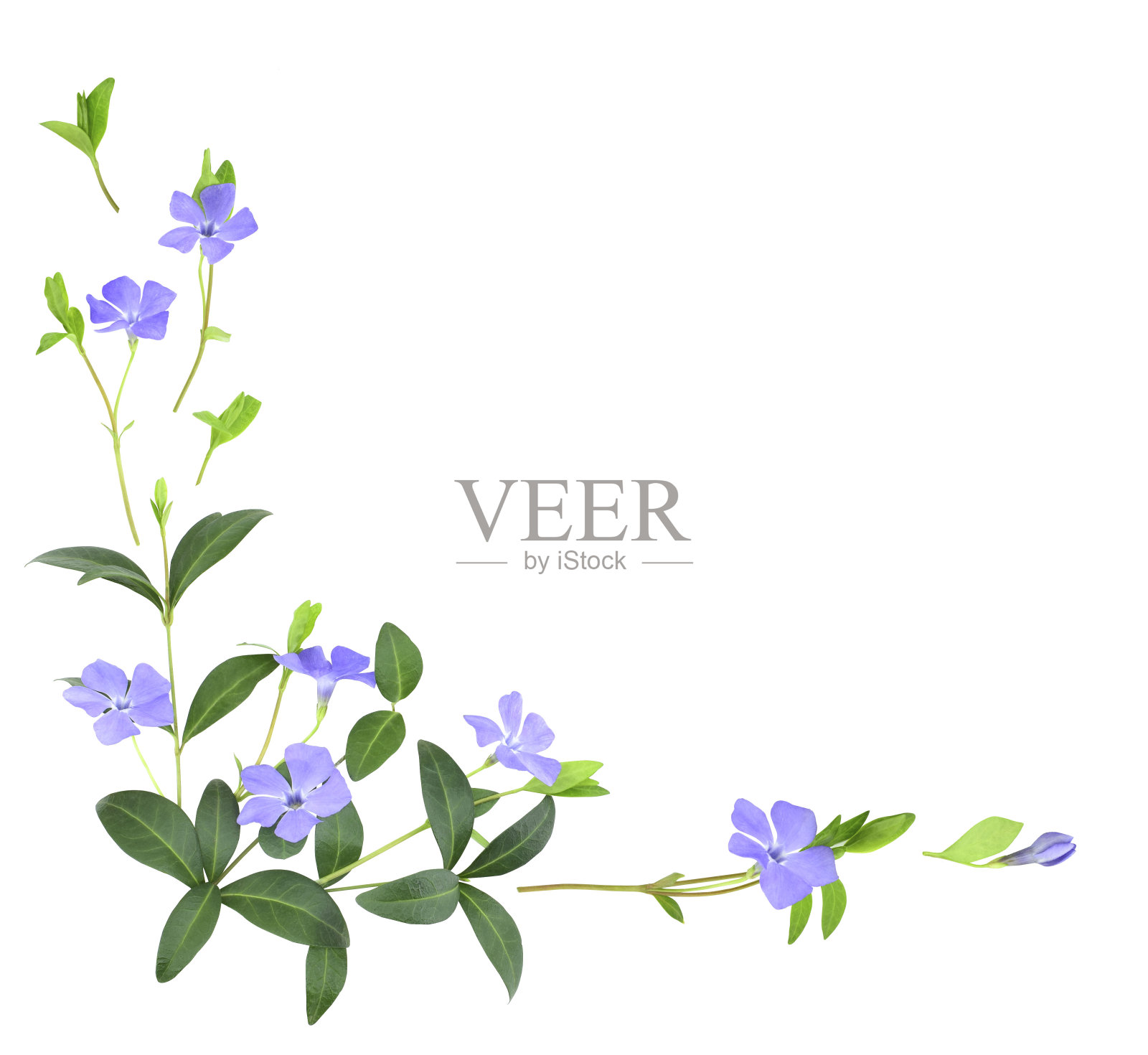 精致的蓝色长春花在一个花角安排孤立的白色背景。照片摄影图片