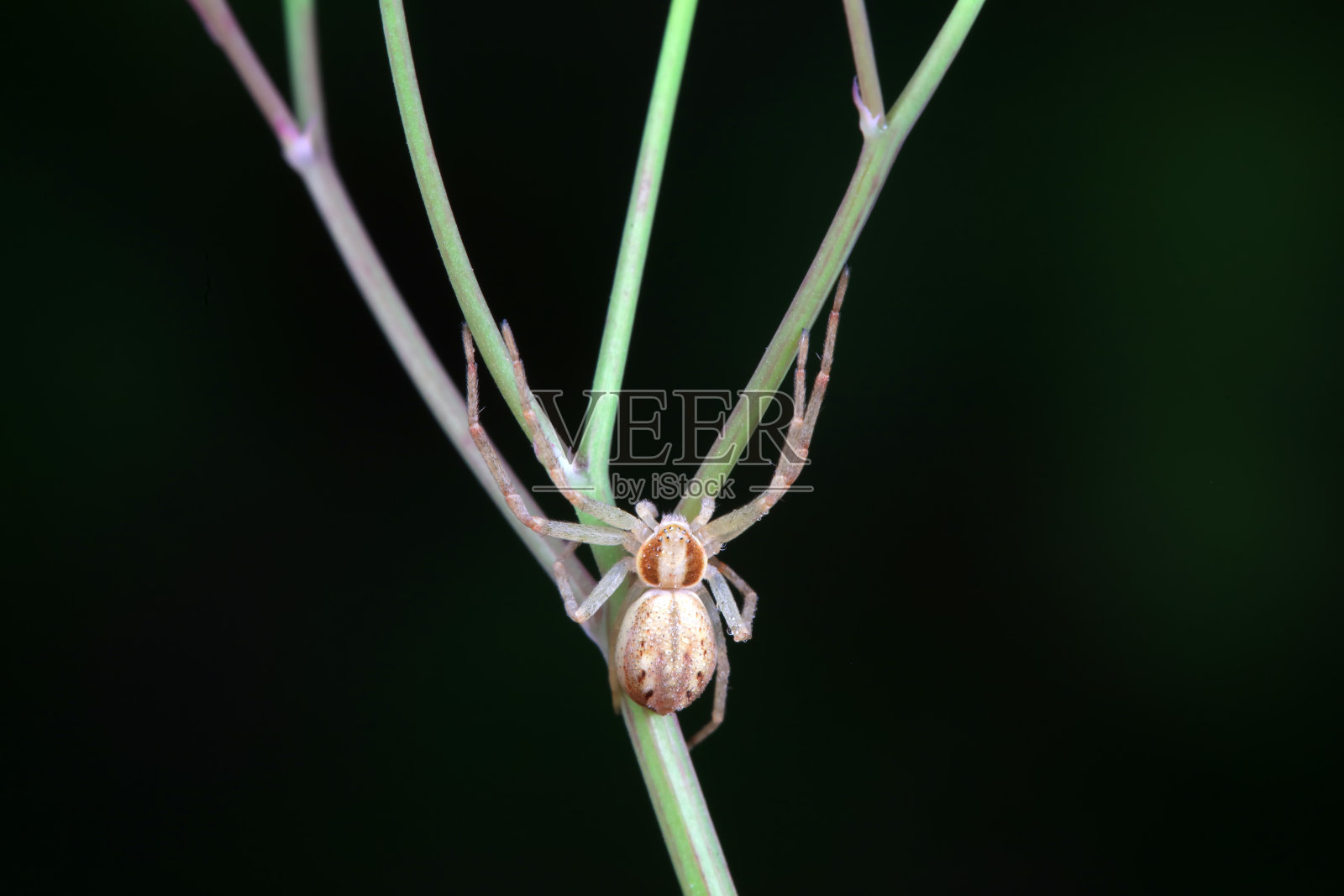 中国北方野外的蜘蛛照片摄影图片